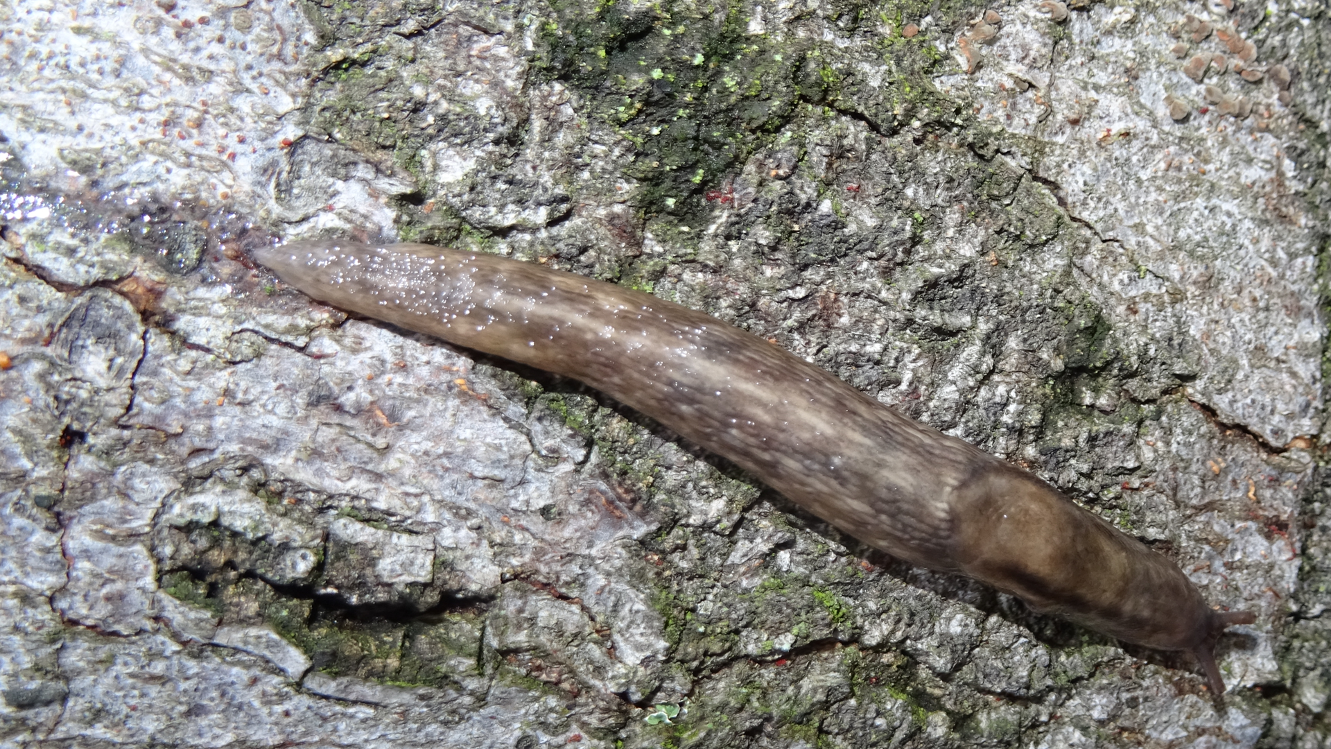 Tree Slug
Lehmannia marginata