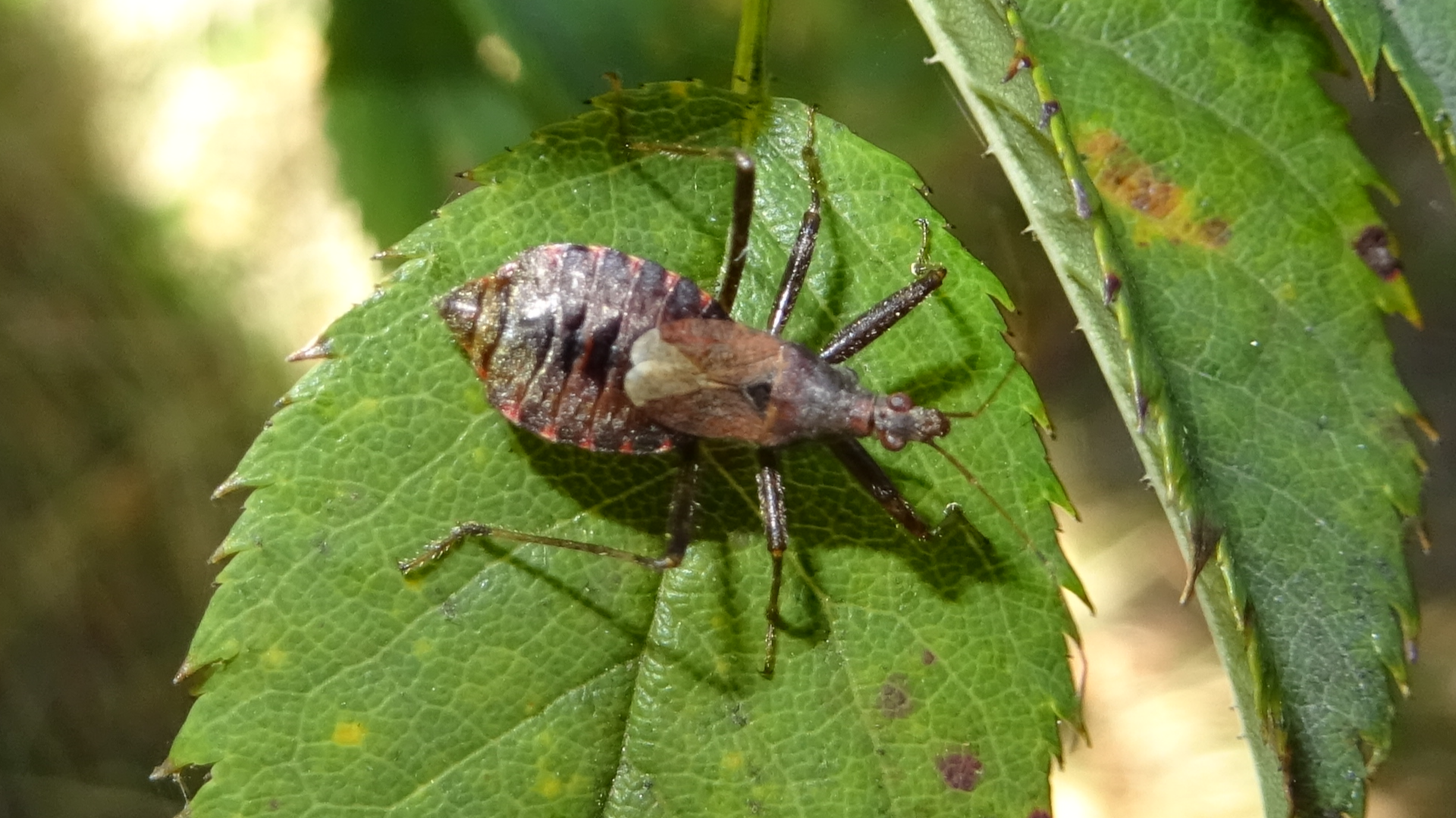 Tree Damsel Bug