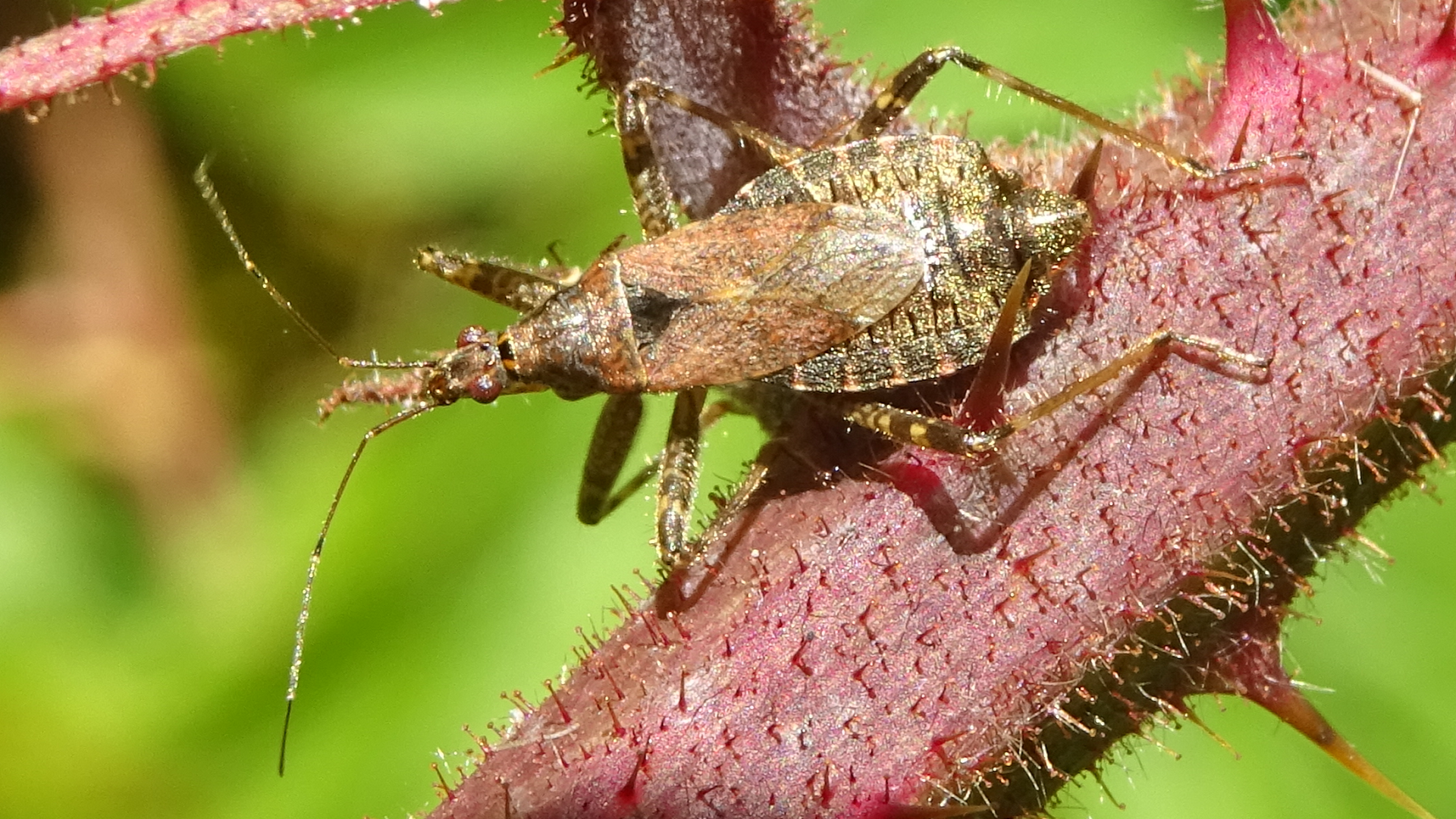 Tree Damsel Bug