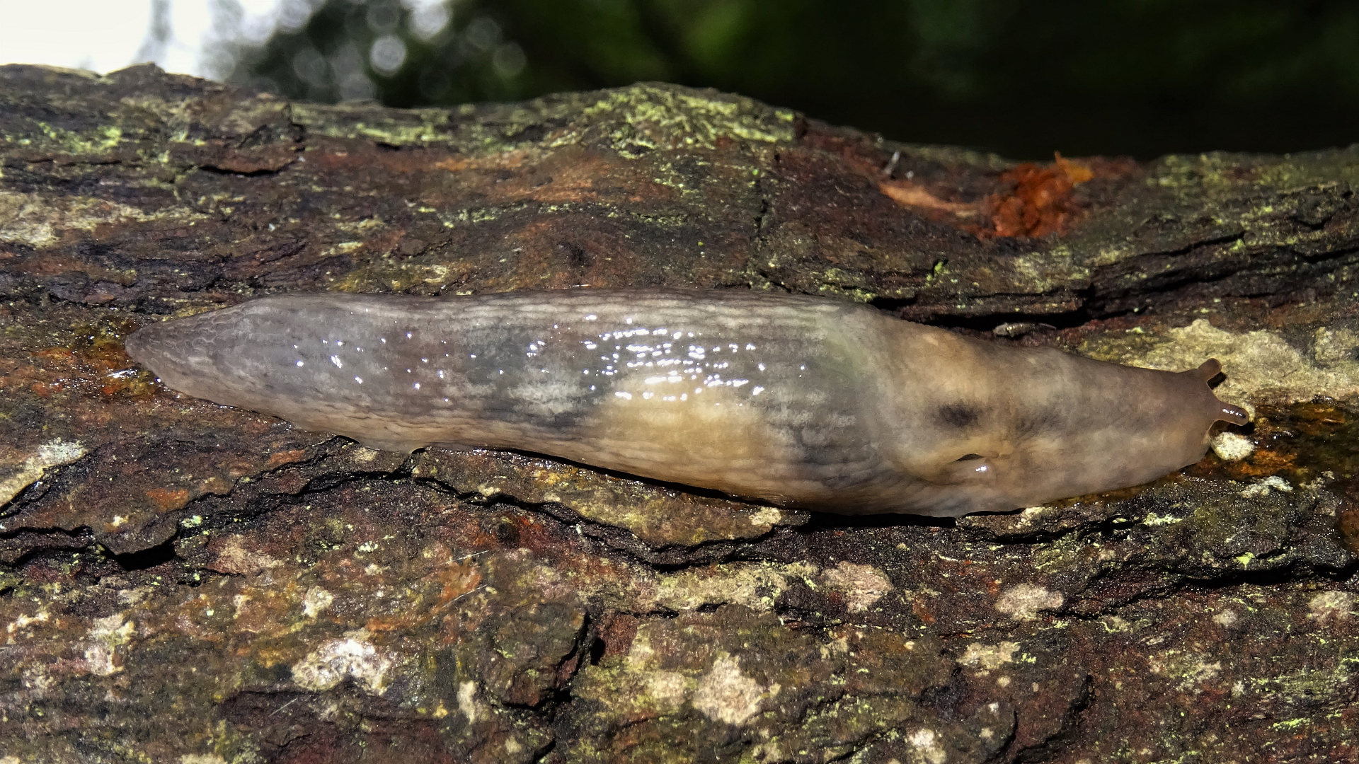 Tree Slug