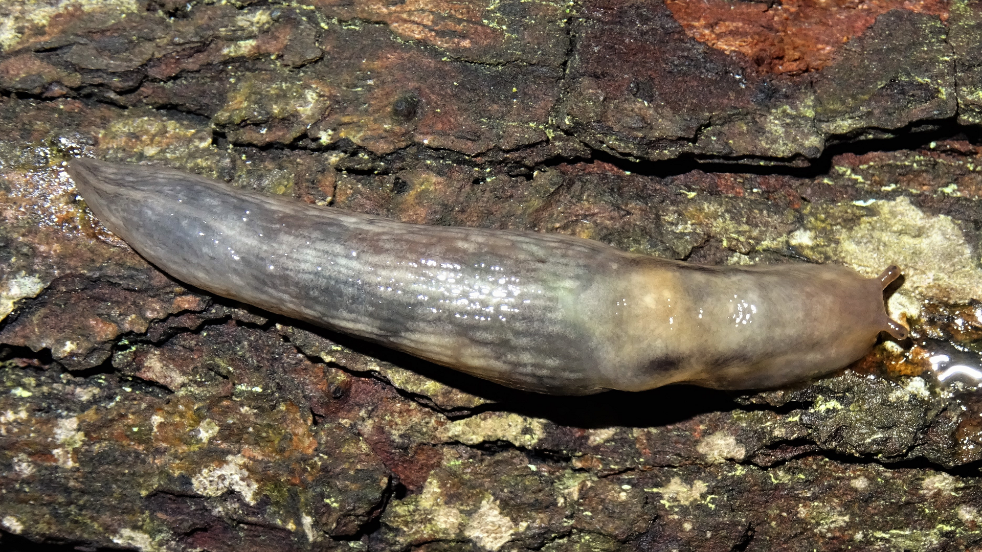 Tree Slug