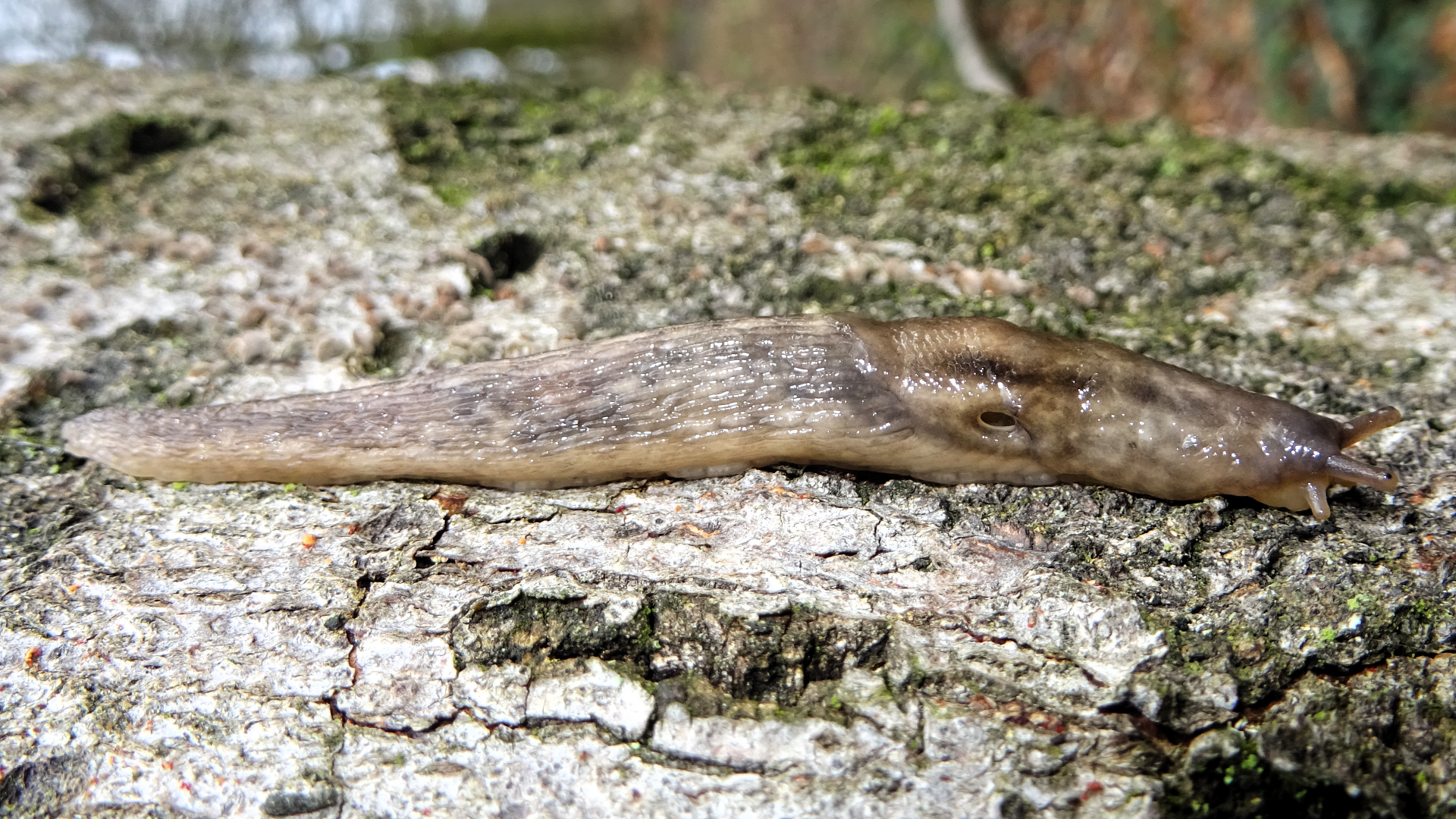 Tree Slug