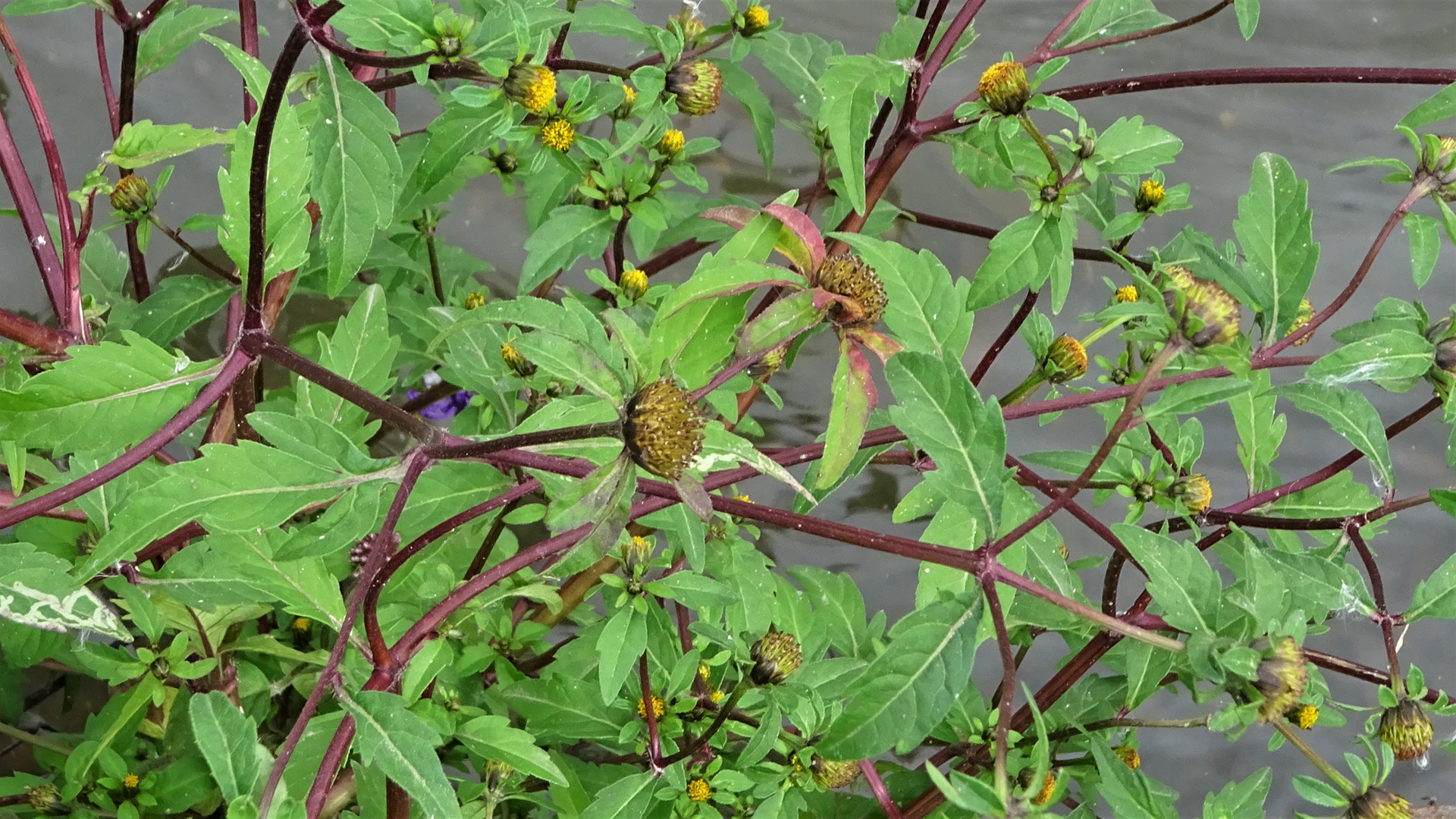 Trifid Bur-marigold
Bidens tripartita