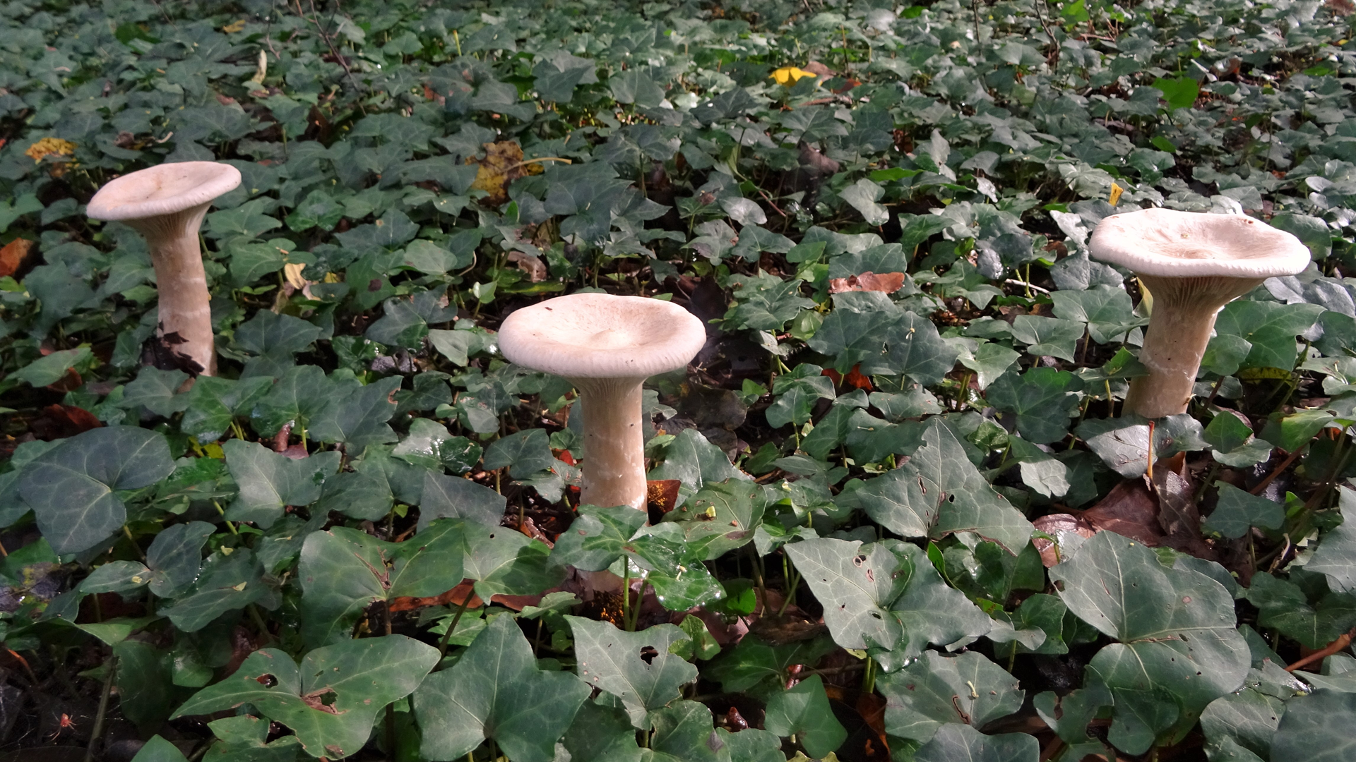 Trooping Funnel
Clitocybe geotropa