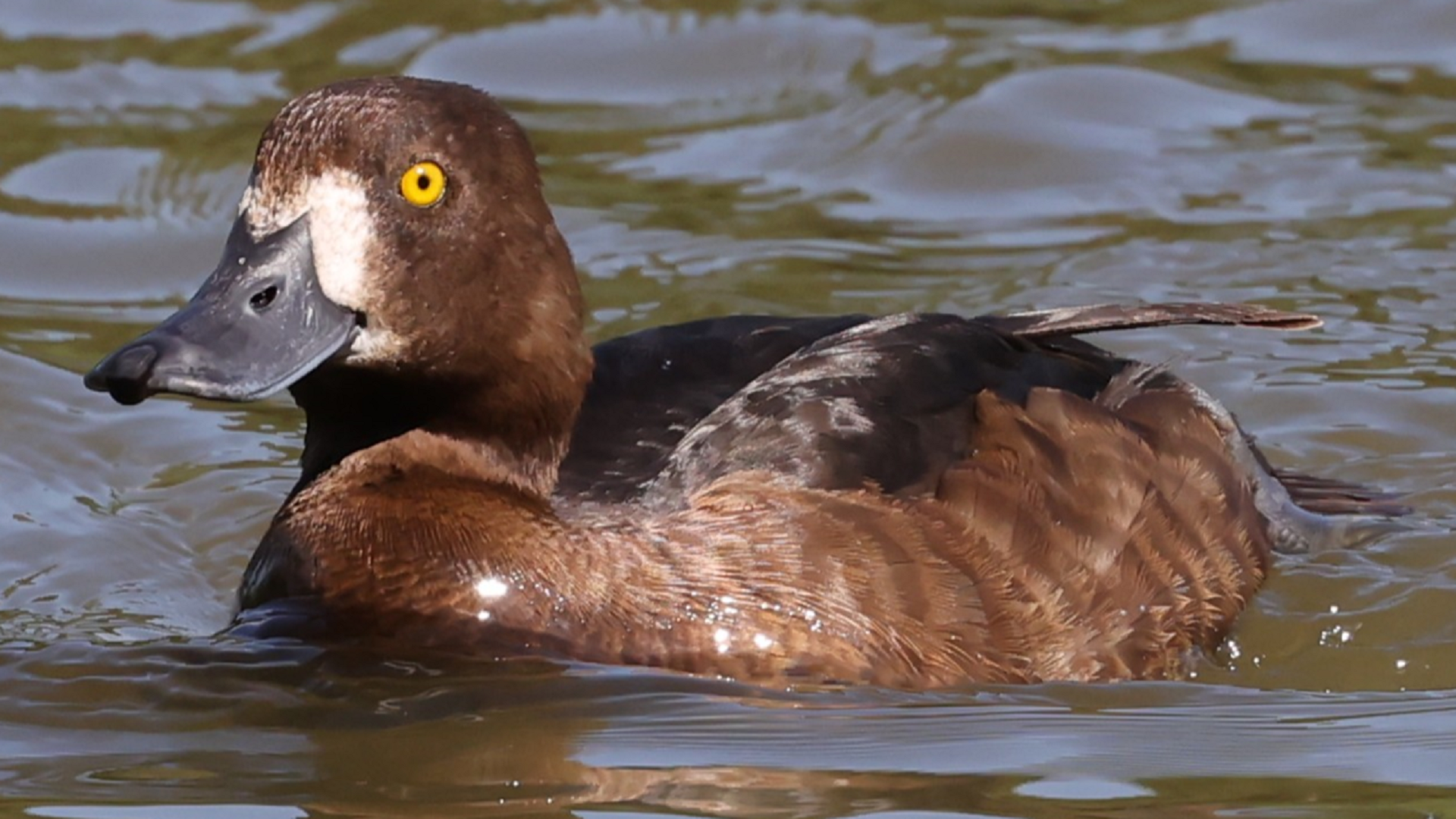 Tufted Duck
Aythya fuligula