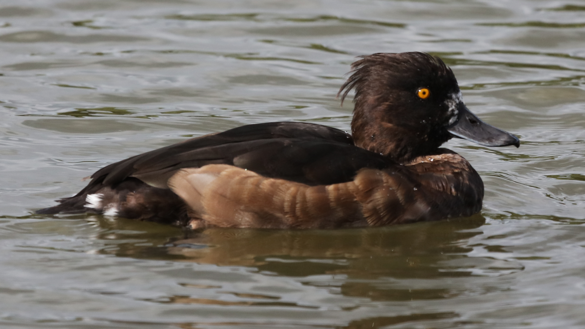 Tufted Duck
Aythya fuligula