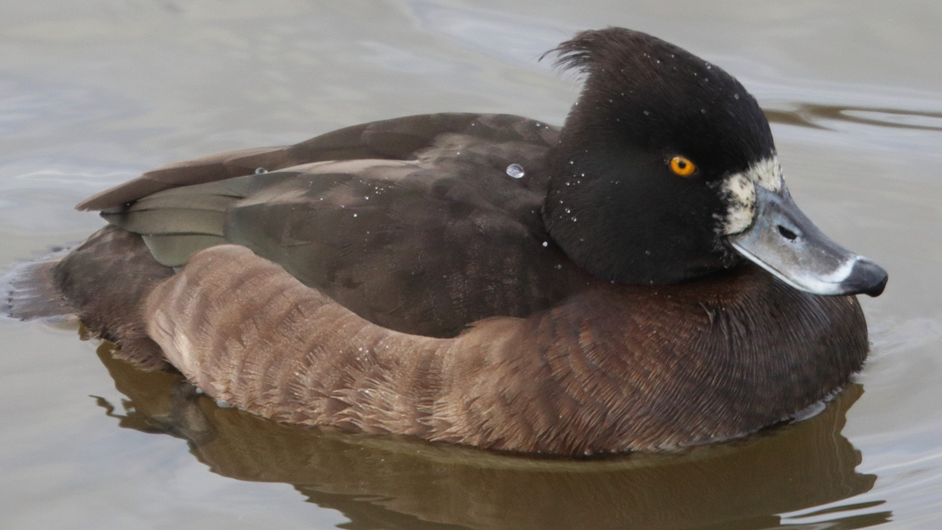 Tufted Ducks
Aythya fuligula