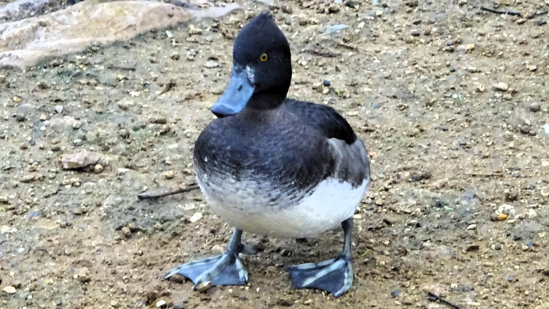 Tufted Duck