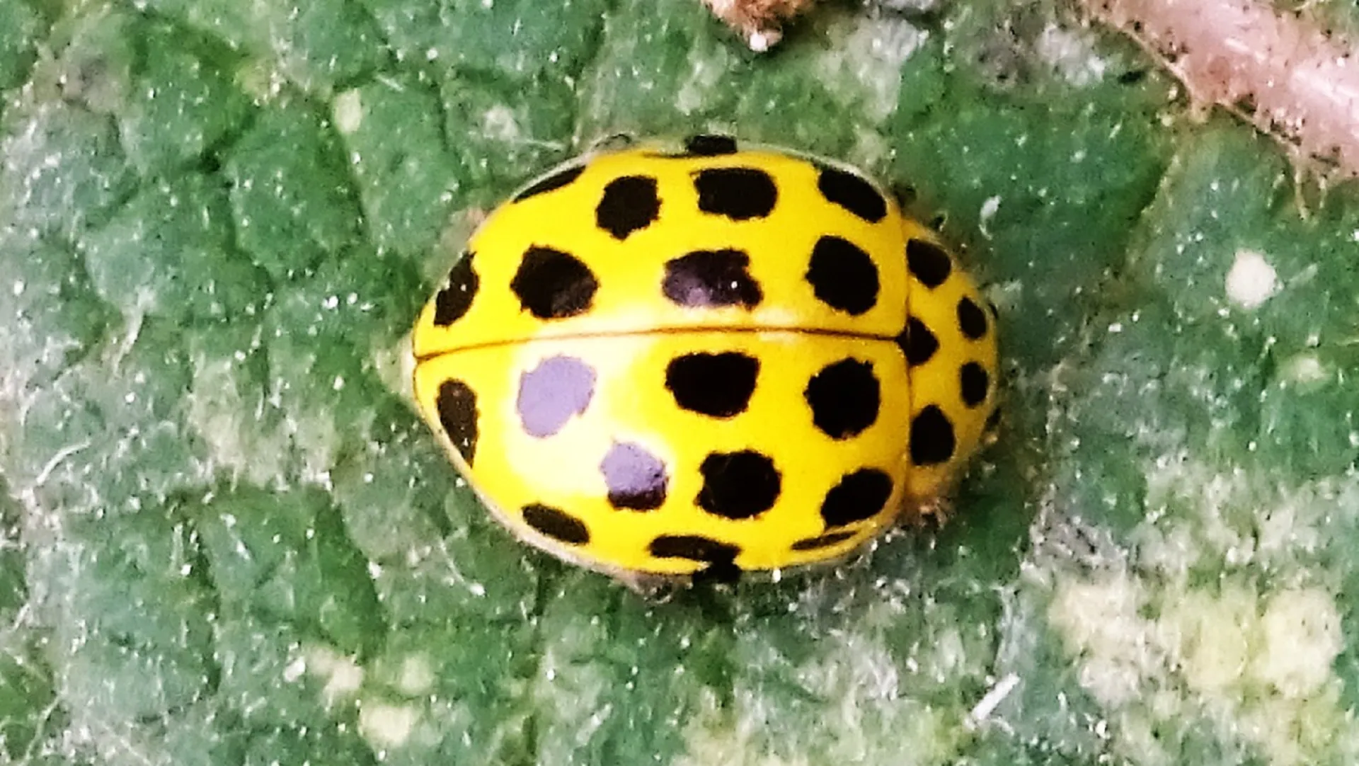 Ladybird