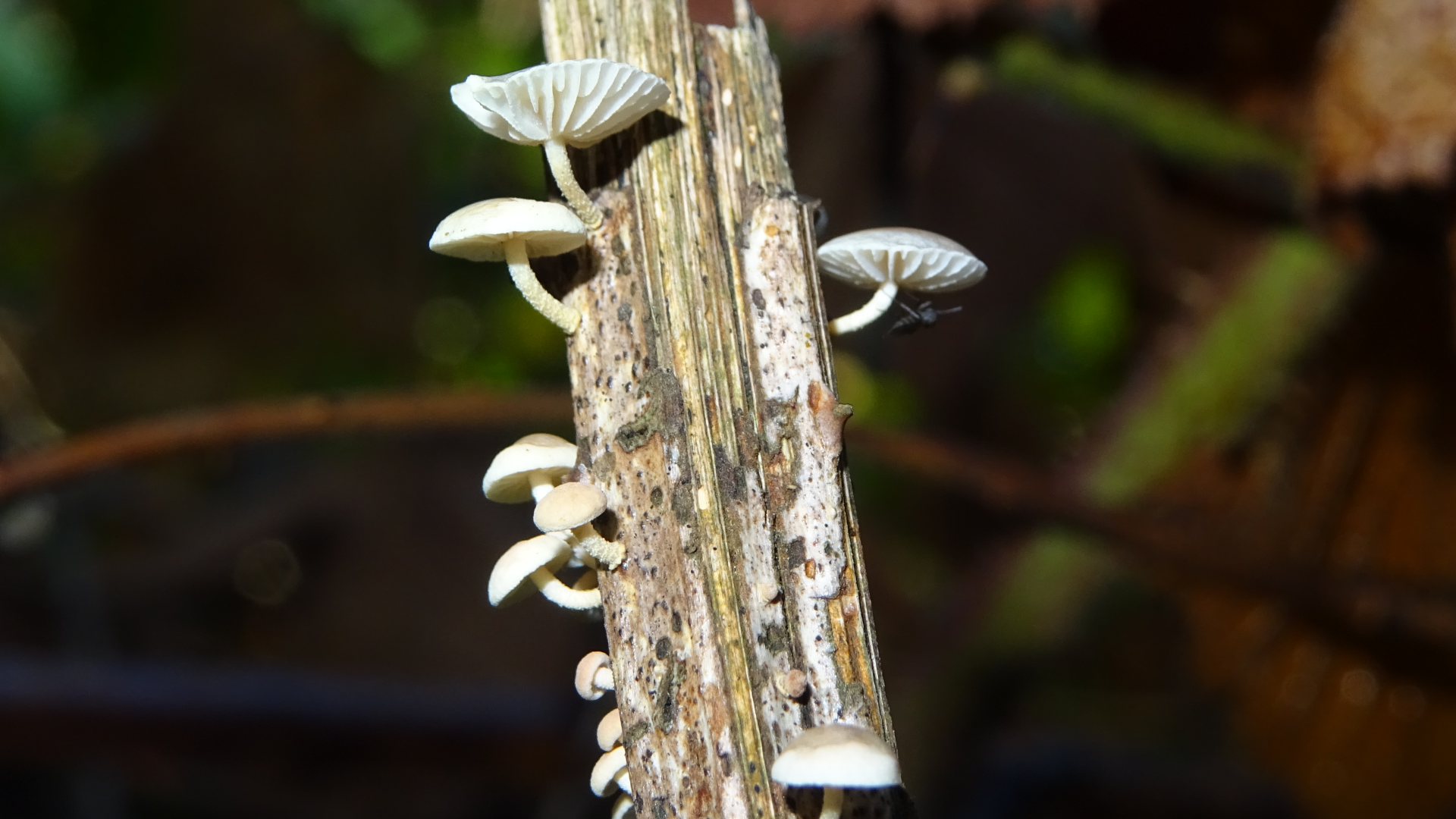 Twig Parachutes
Marasmiellus ramealis