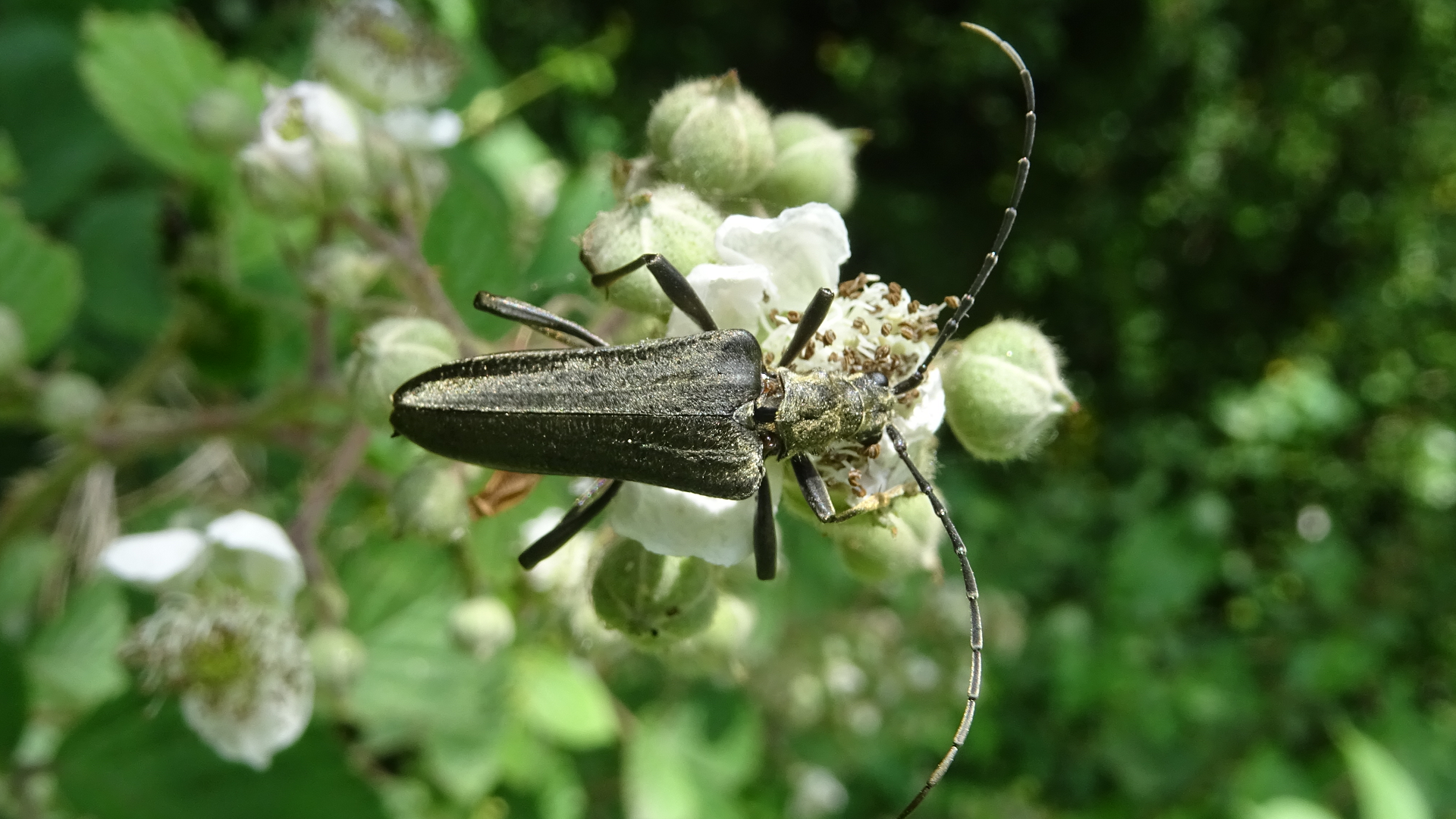 Longhorn Beetle