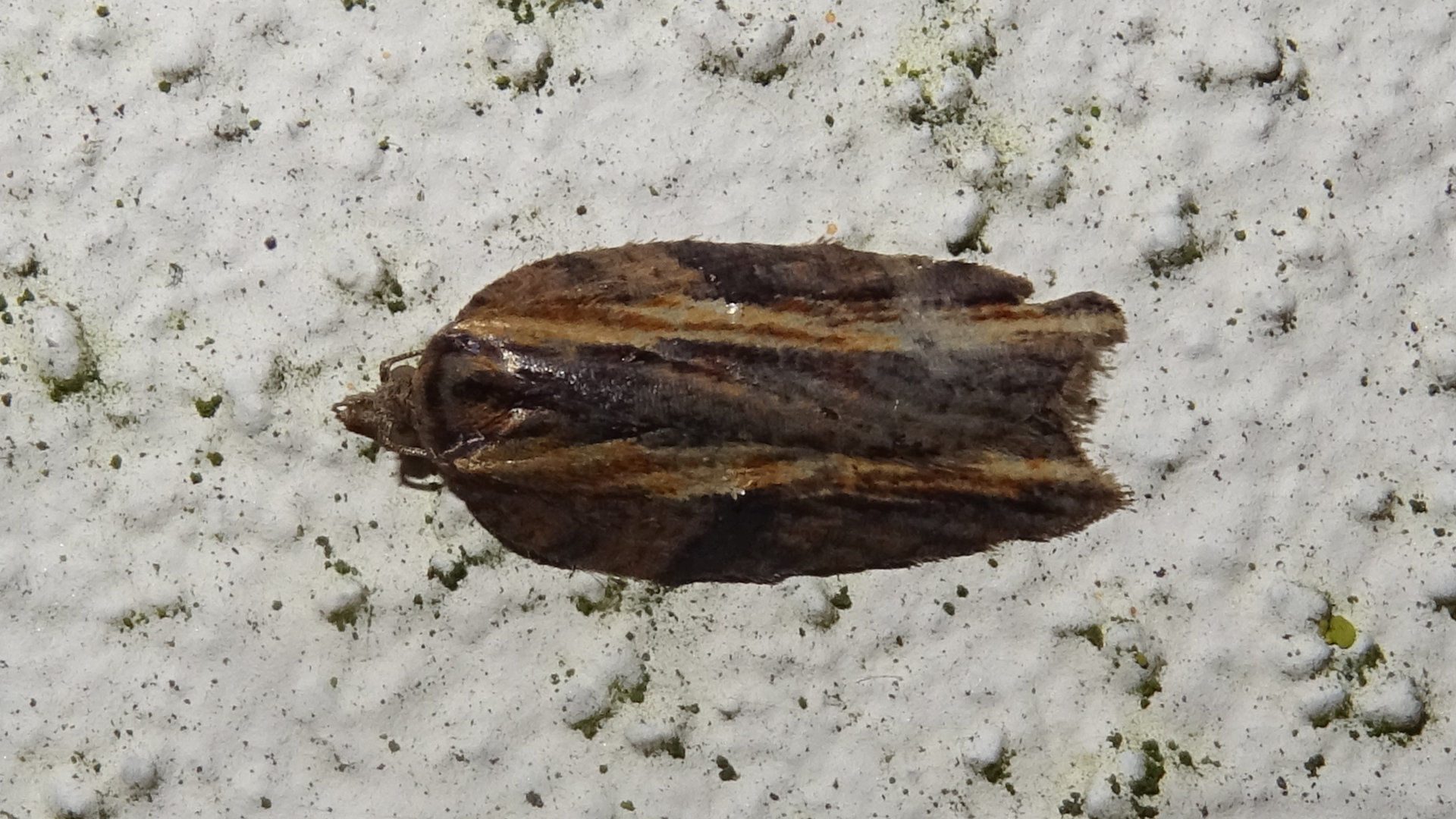 Varied Tortrix