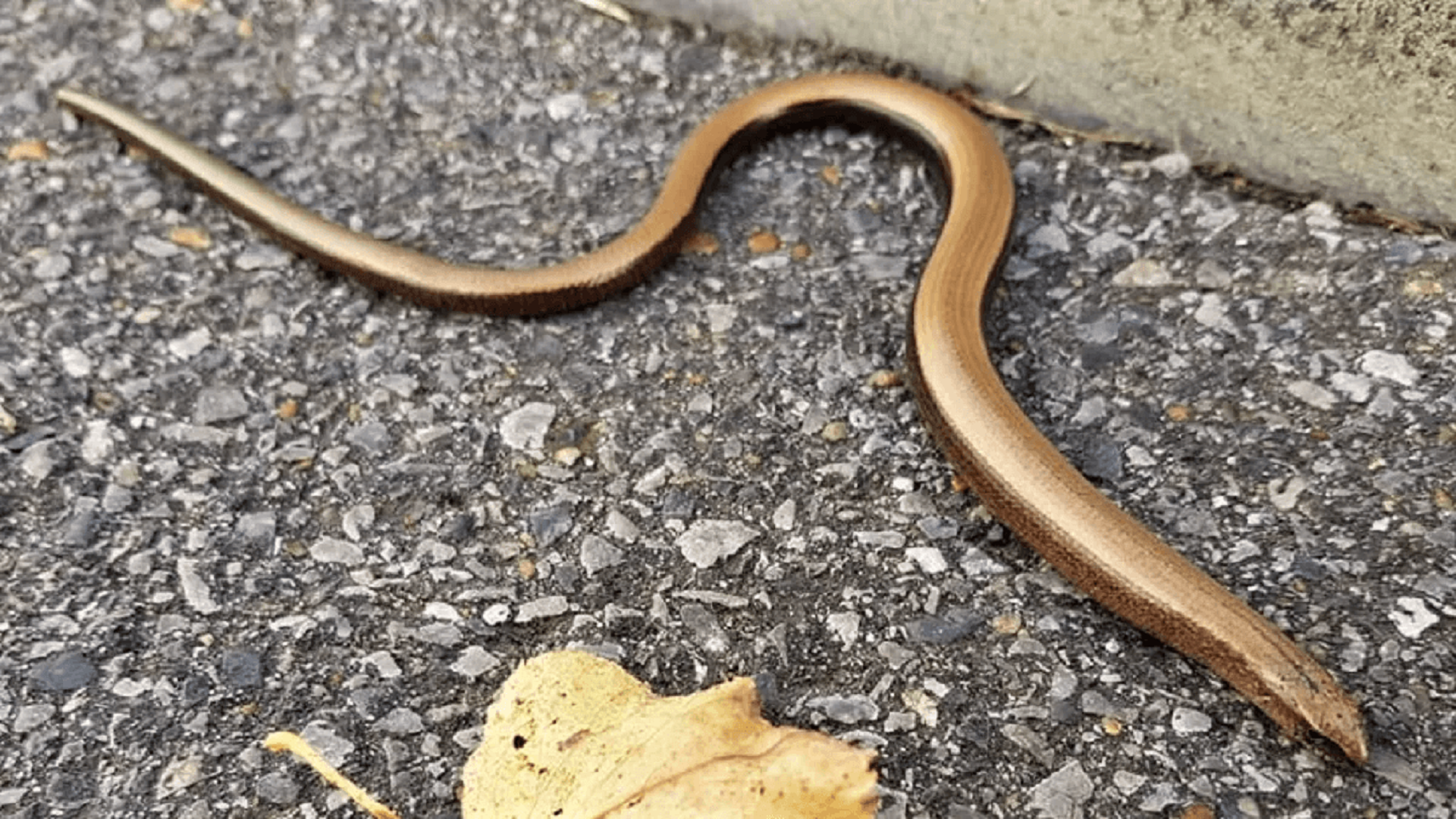 Slow-worm