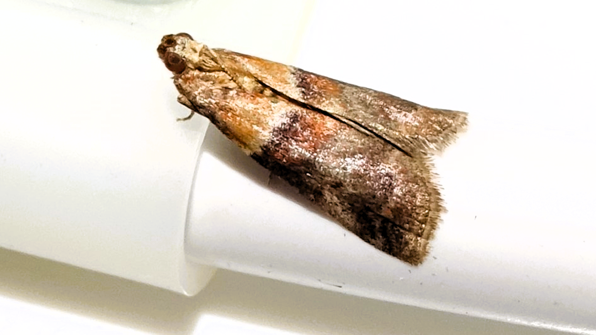 Acrobasis repandana