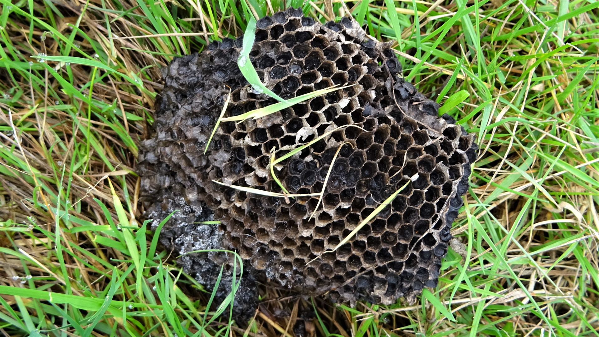 wasp nest