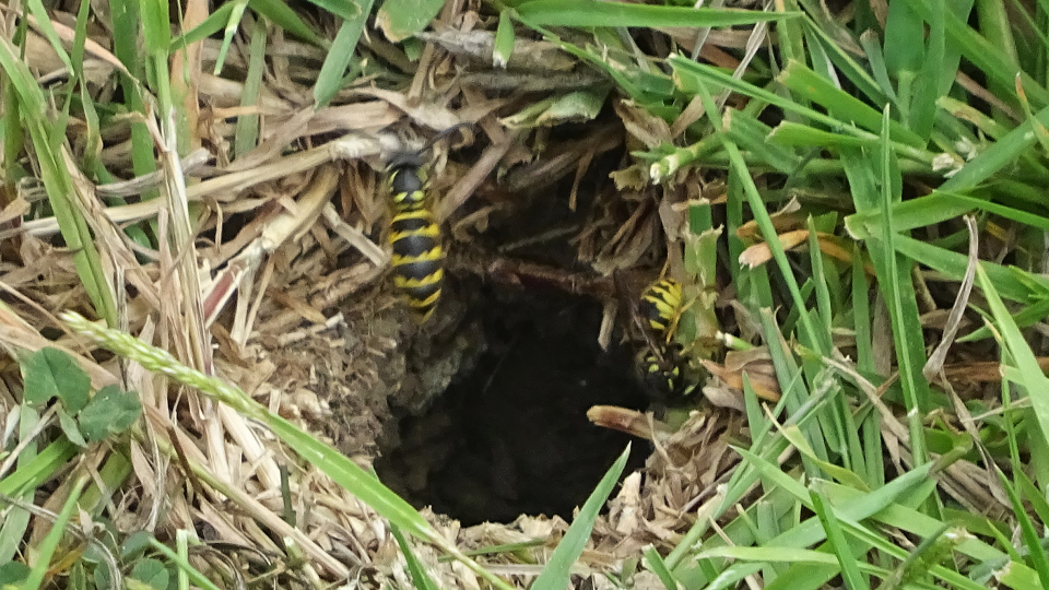 Wasp nest