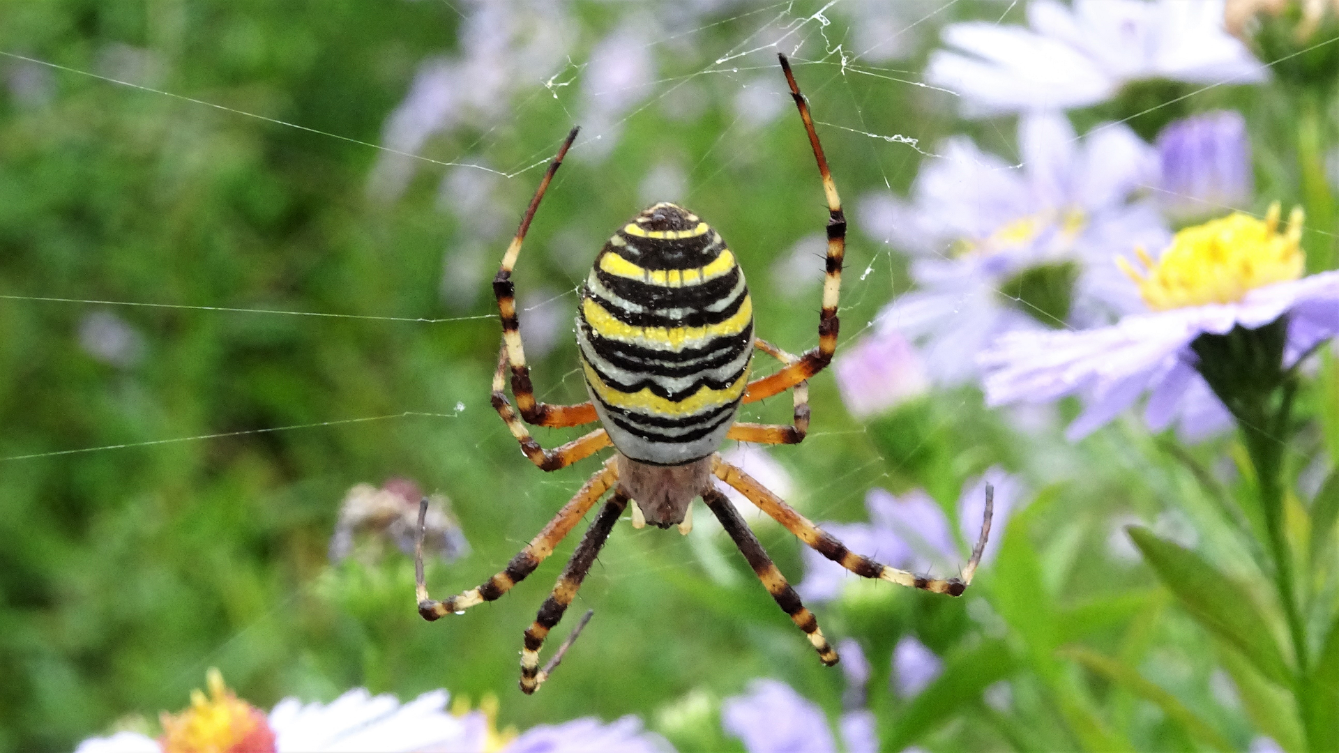 Wasp Spider
Argiope bruennichi