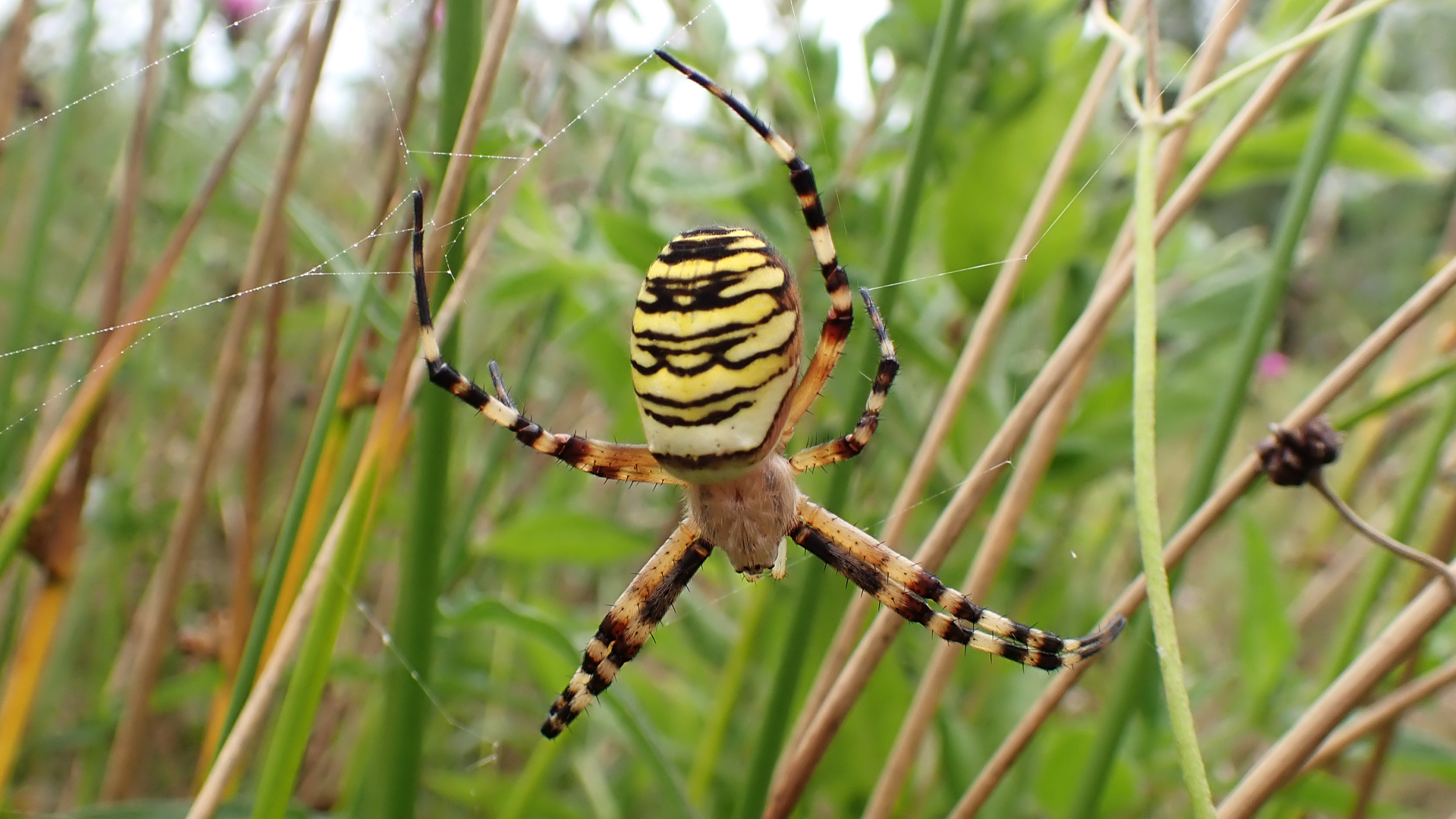Wasp Spider
Argiope bruennichi
