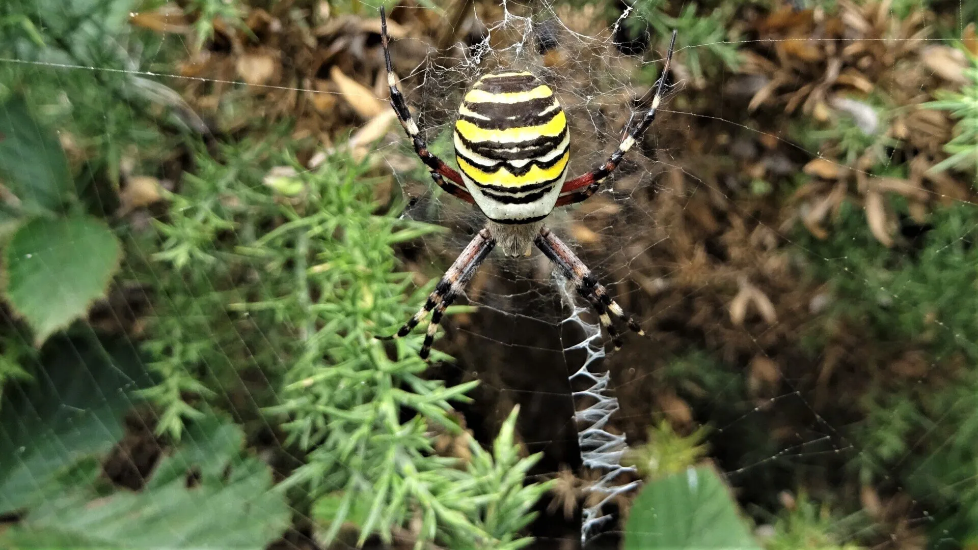 Wasp Spider