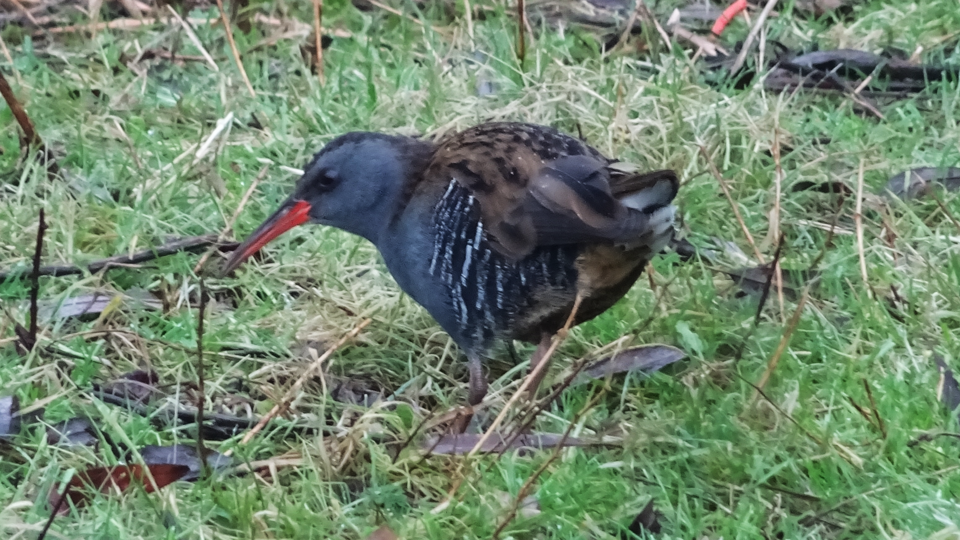 Water Rail
Rallus Aquaticus