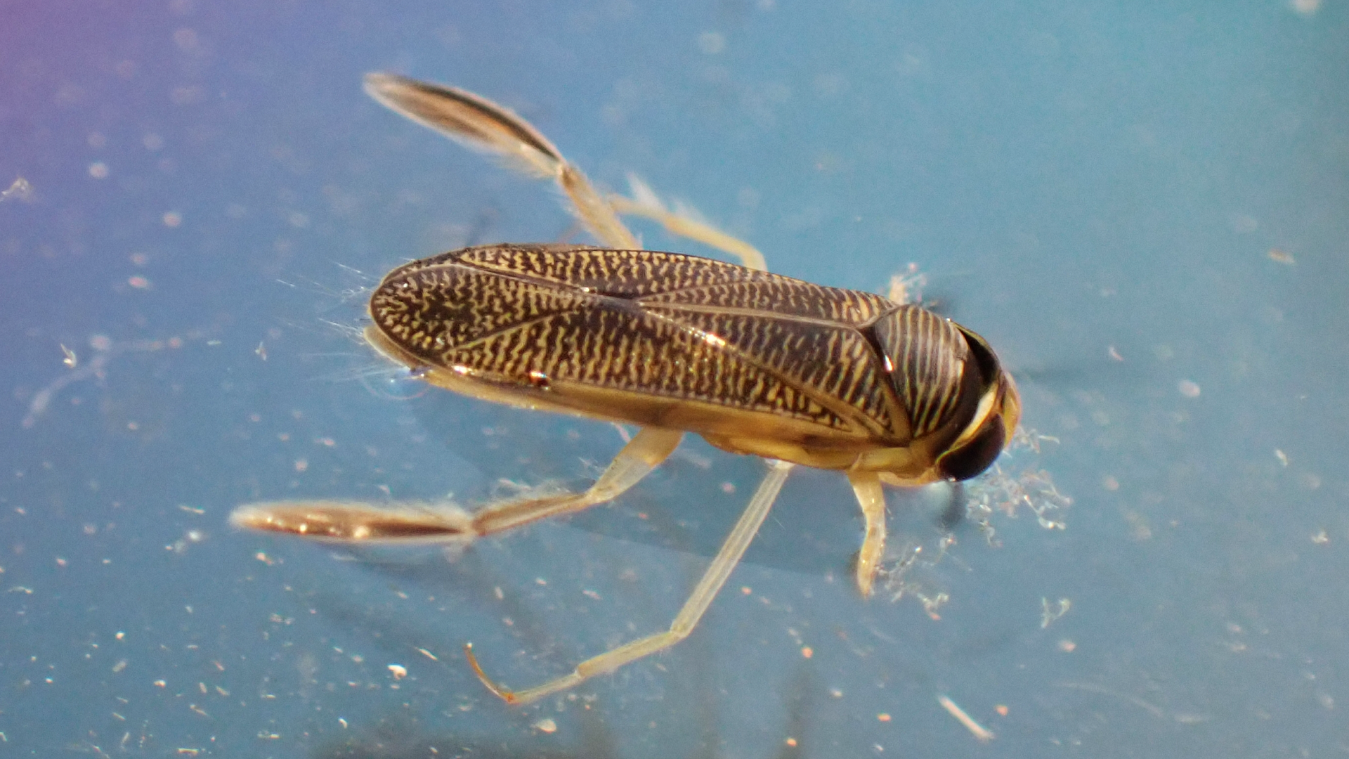 water boatman