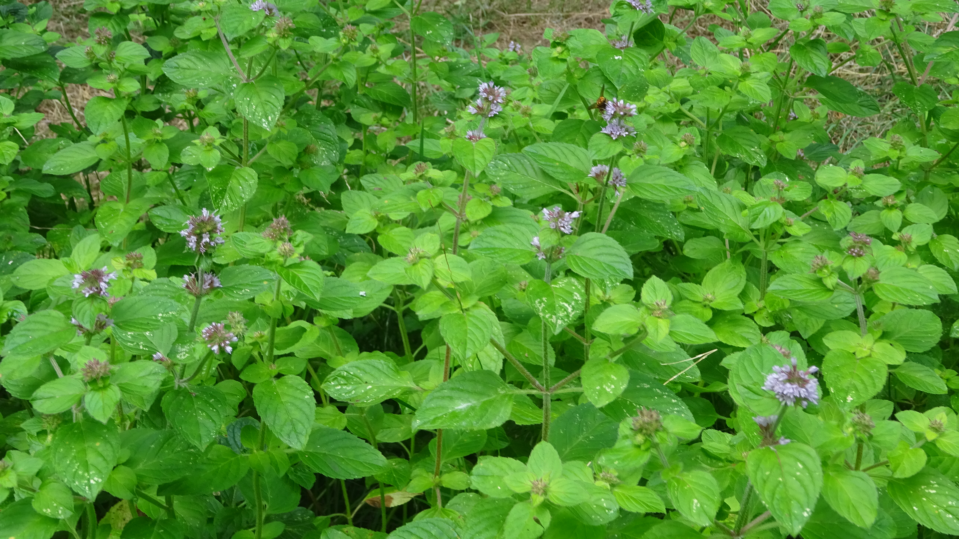 Water Mint
Mentha aquatica