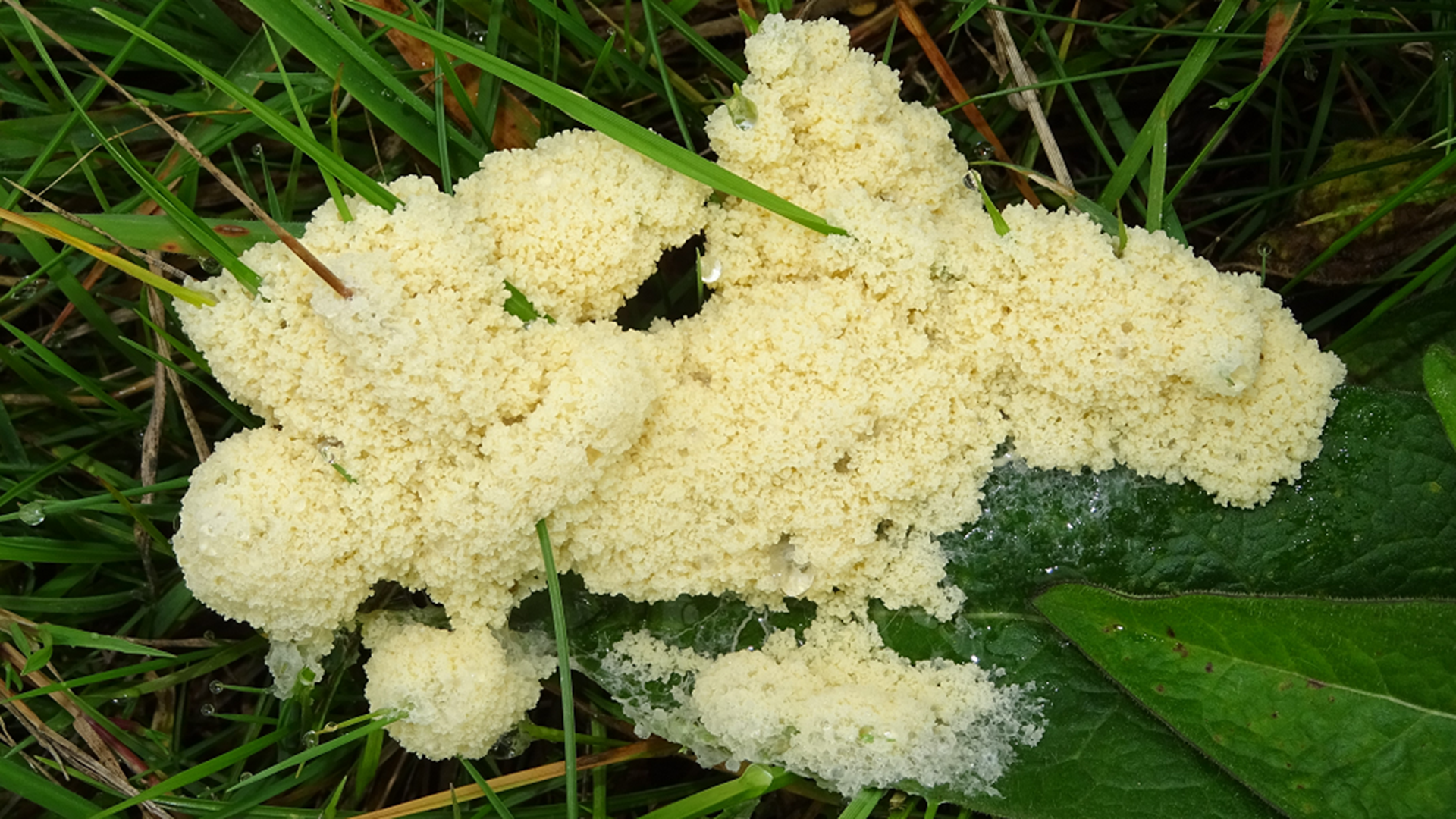 Dog Vomit Slime Mould
Mucilago crustacea