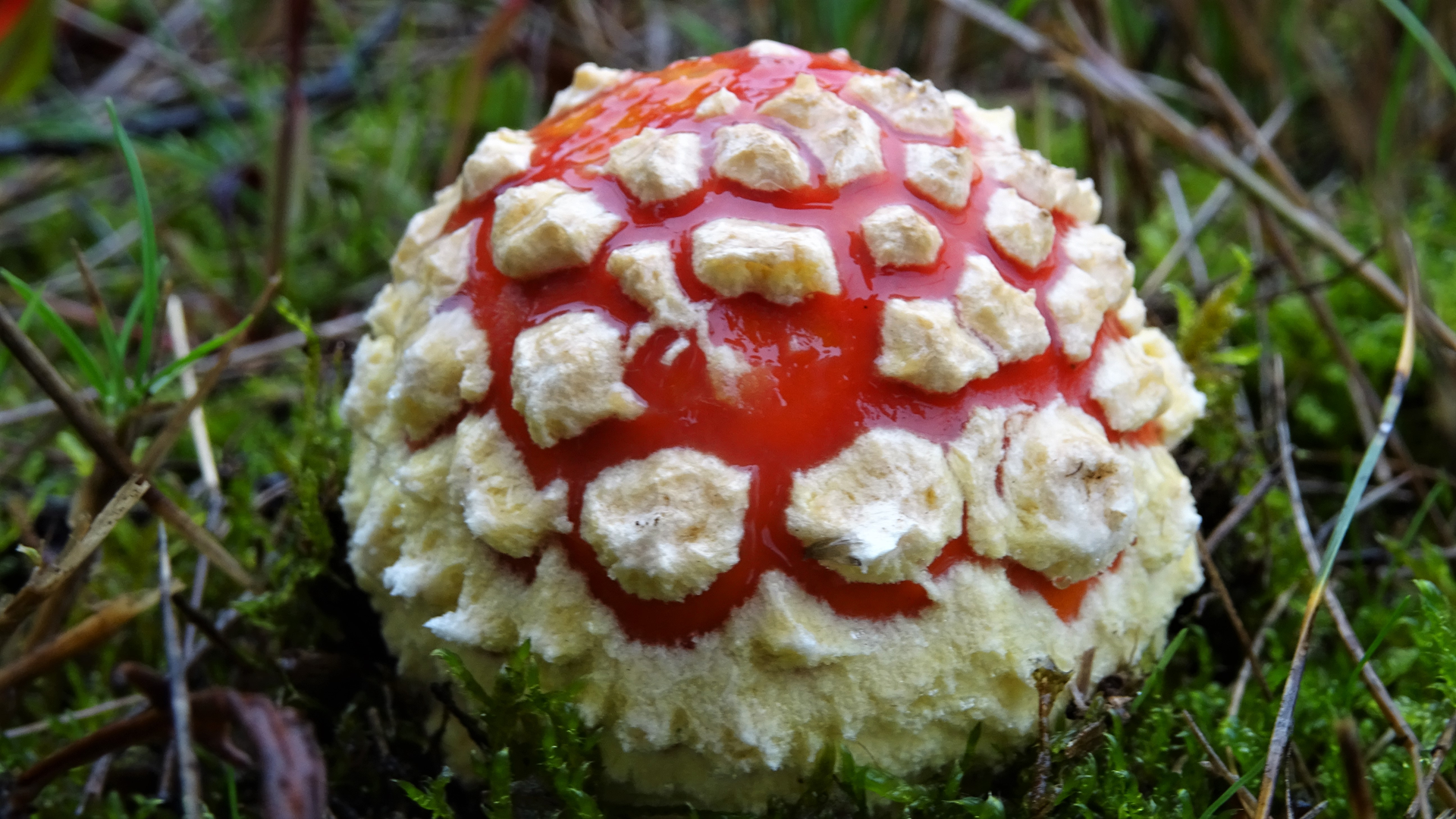 Fly Agaric
Amanita muscaria