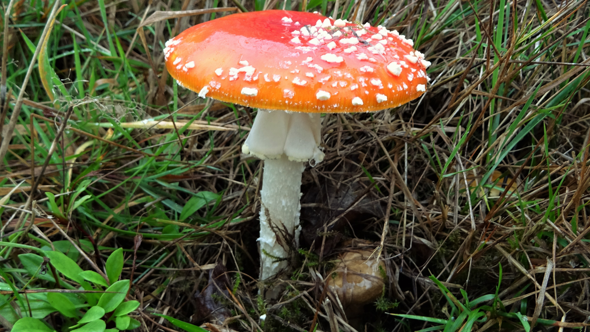 Fly Agaric
Amanita muscaria