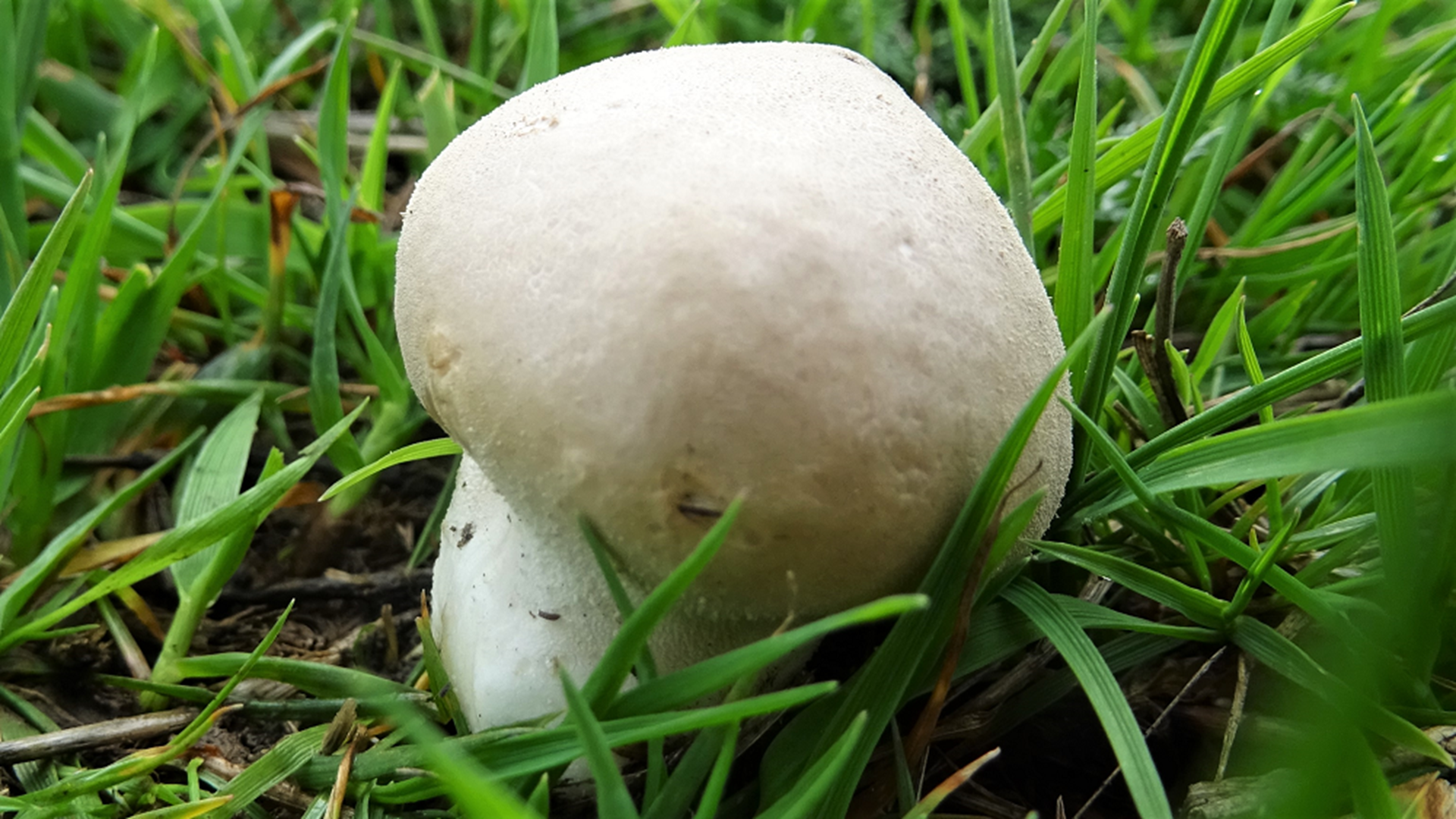Meadow Puffball
Vascellum pratense