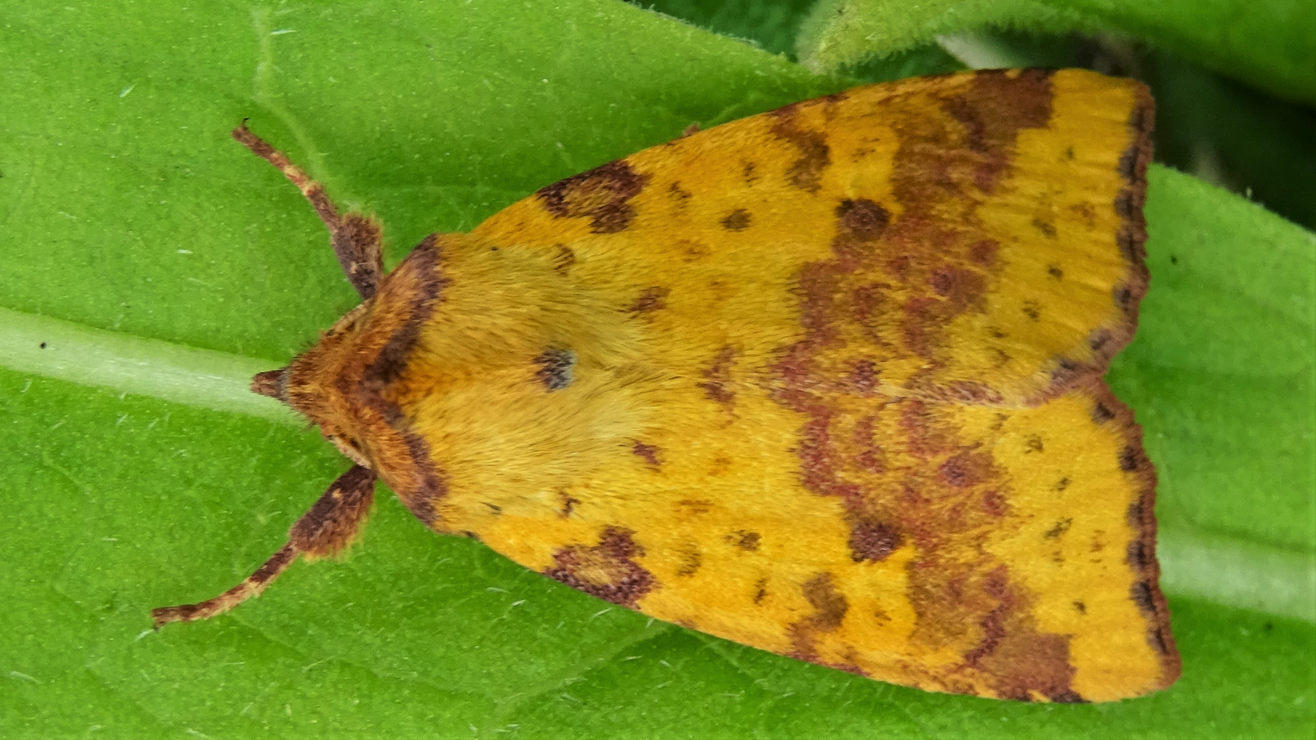 Pink-barred Sallow
Xanthia togata