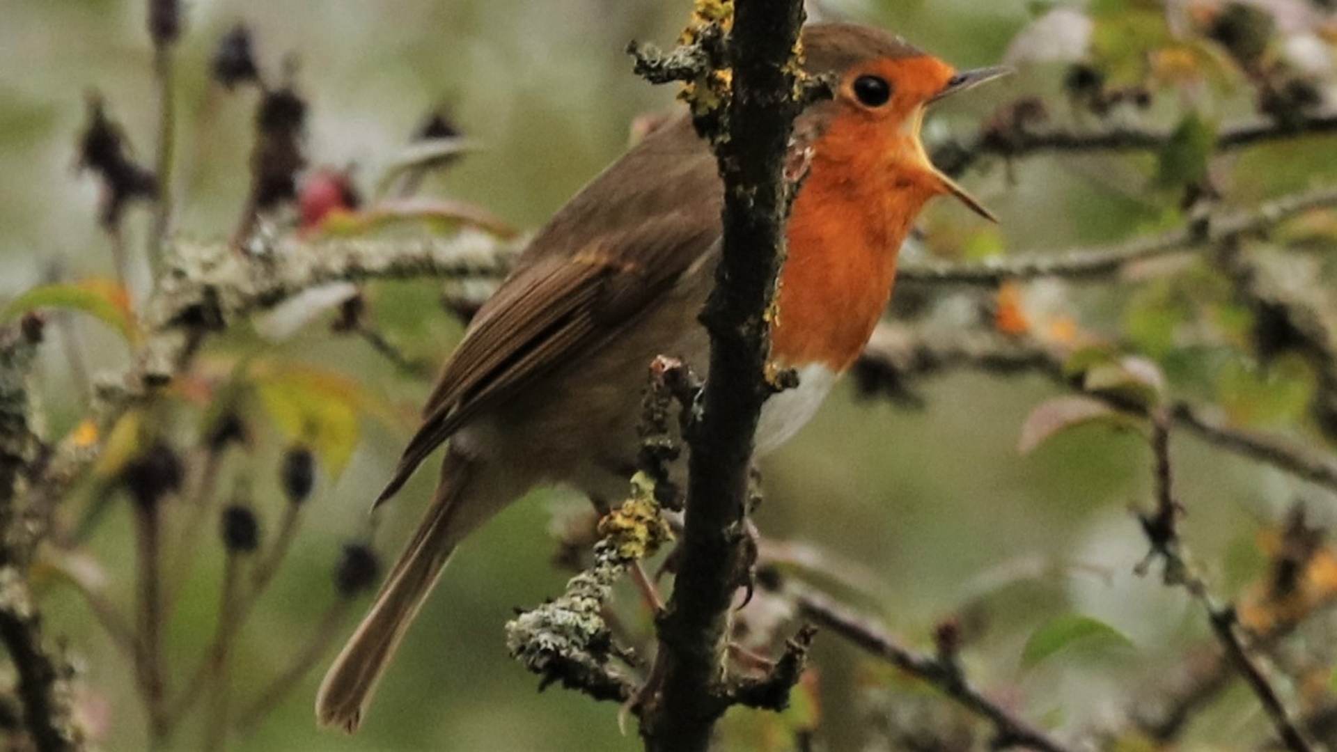 Erithacus rubecula