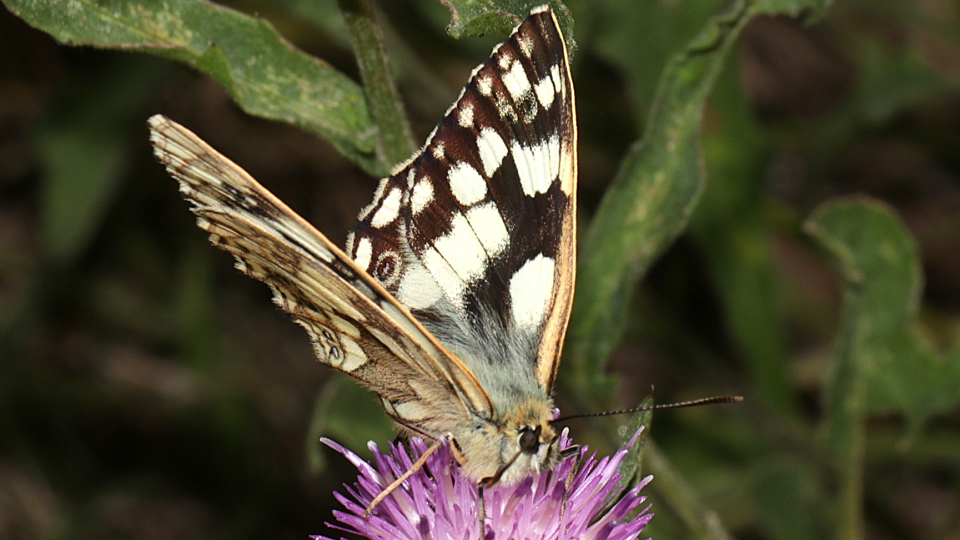 Marbled White
Melanargia galathea