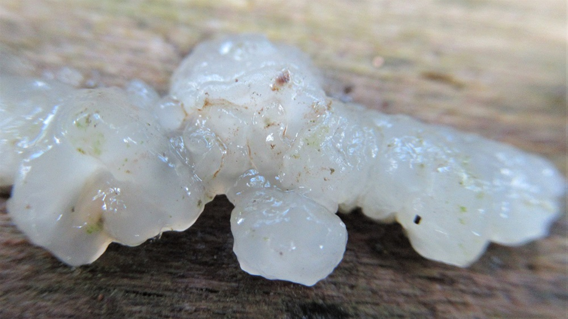 White Brain
Exidia thuretiana