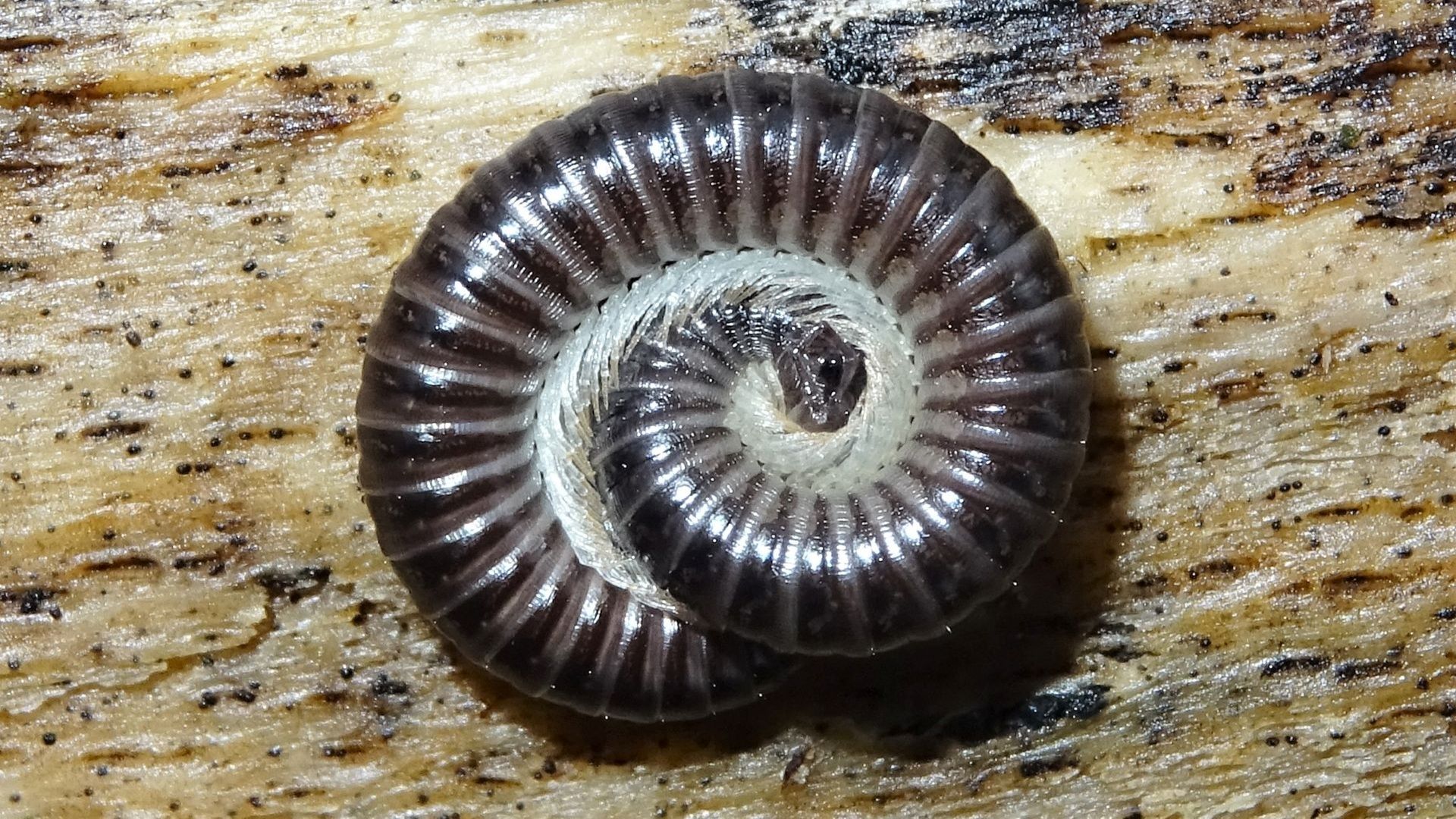 White-legged Snake Millipede
Tachypodoiulus niger