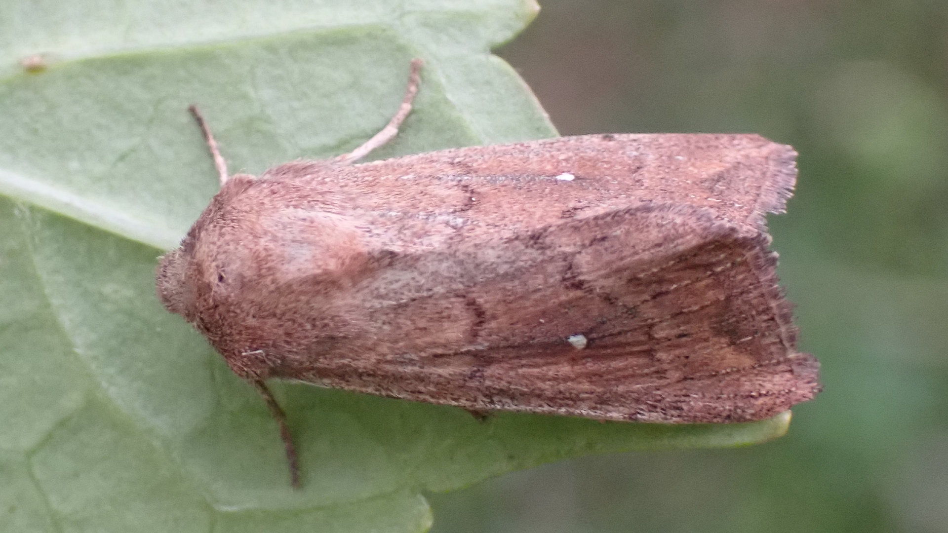 White Point
Mythimna albipuncta