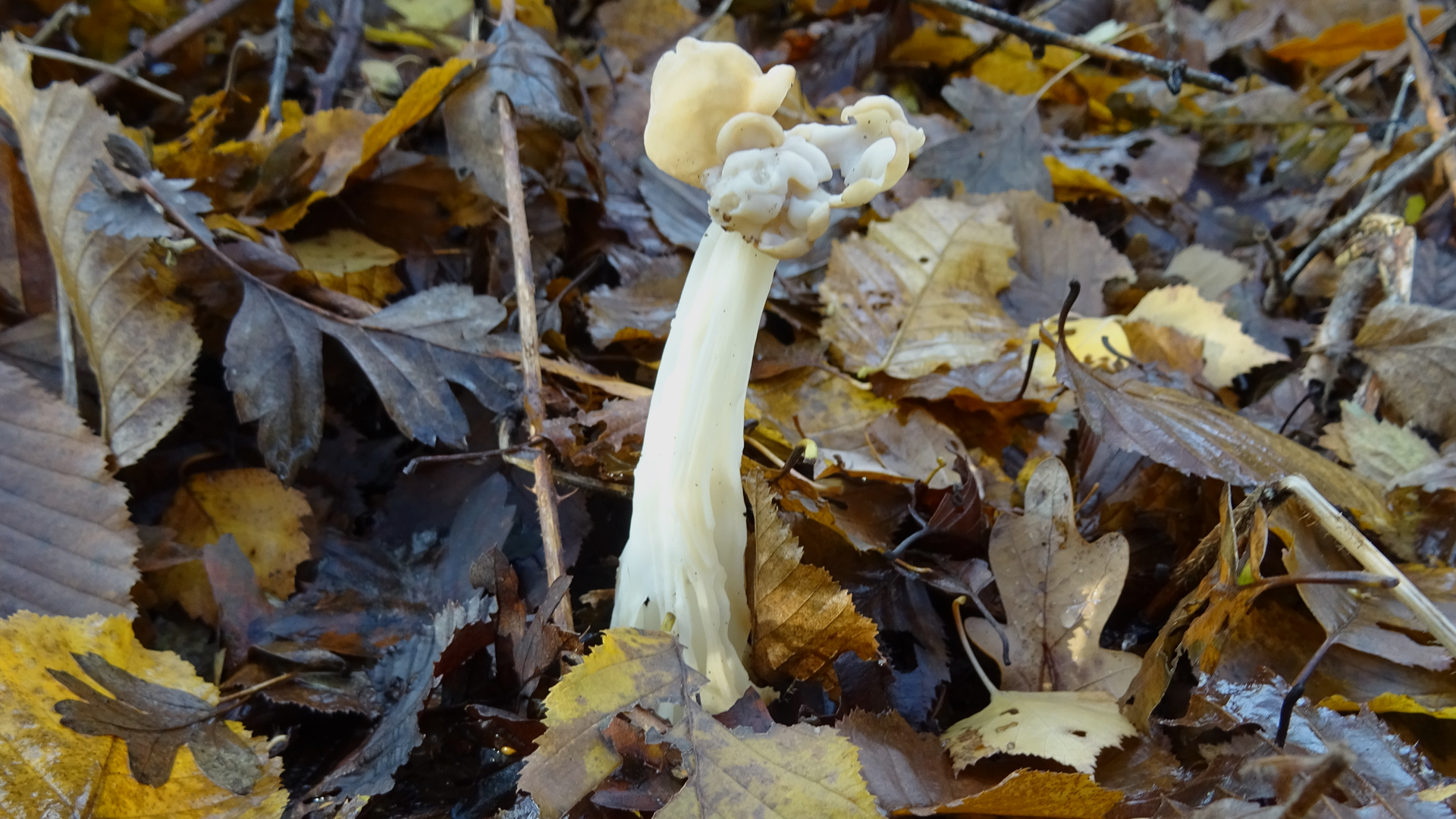 White Saddle
Helvella crispa