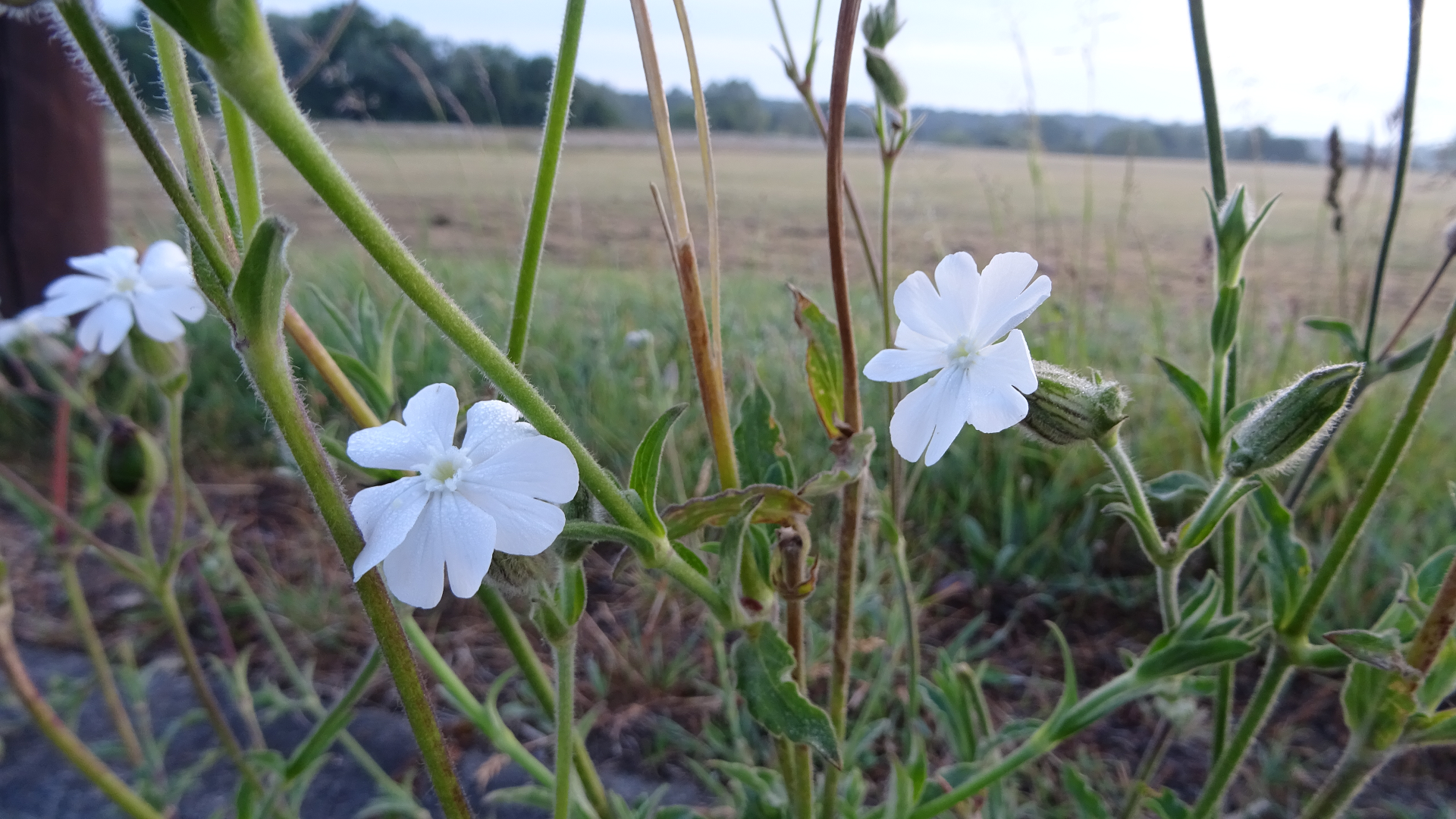 White Campion 