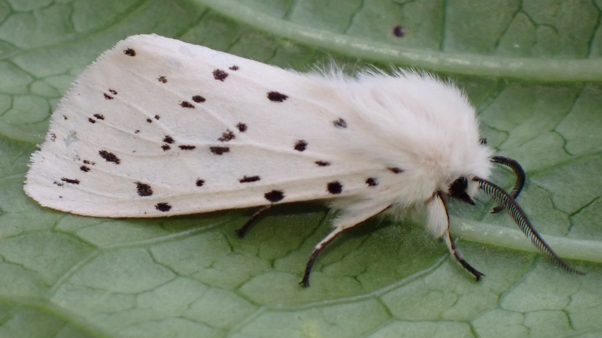 White Ermine