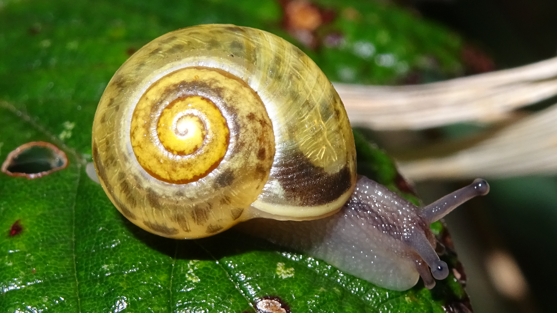 White-lipped Snail 