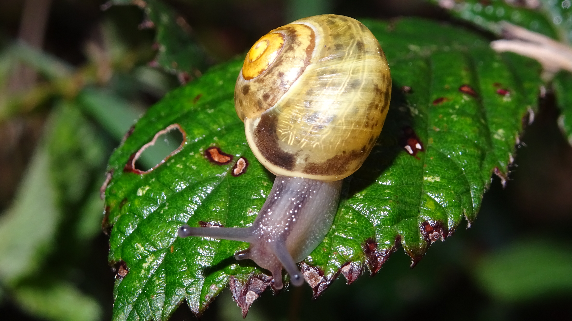 White-lipped Snail 