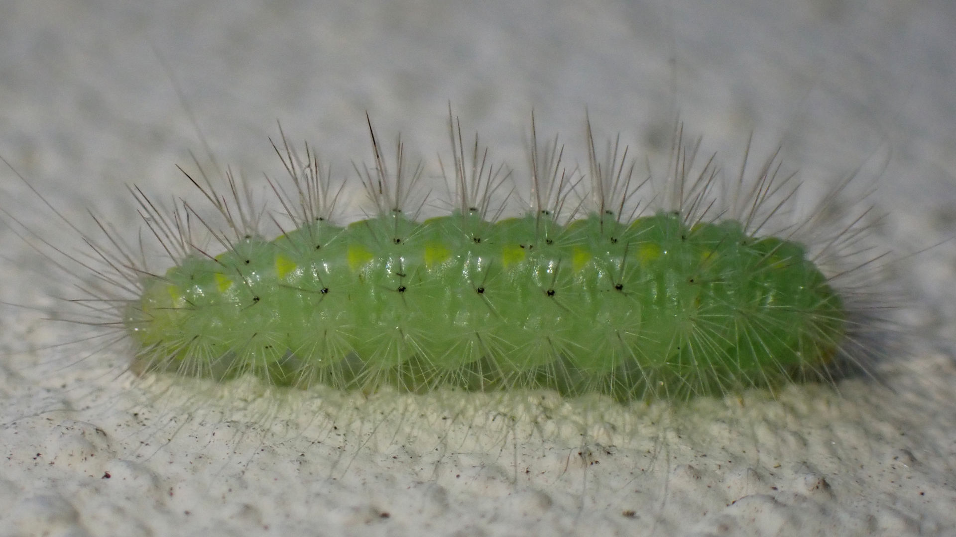 caterpillar