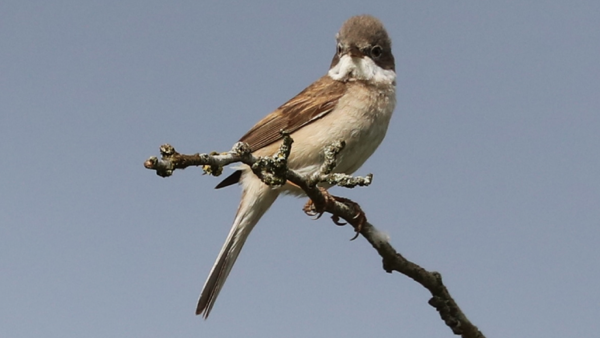 whitethroat