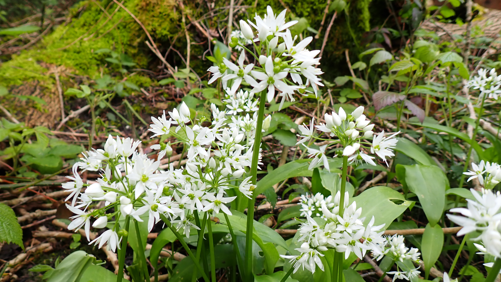 Ramsons