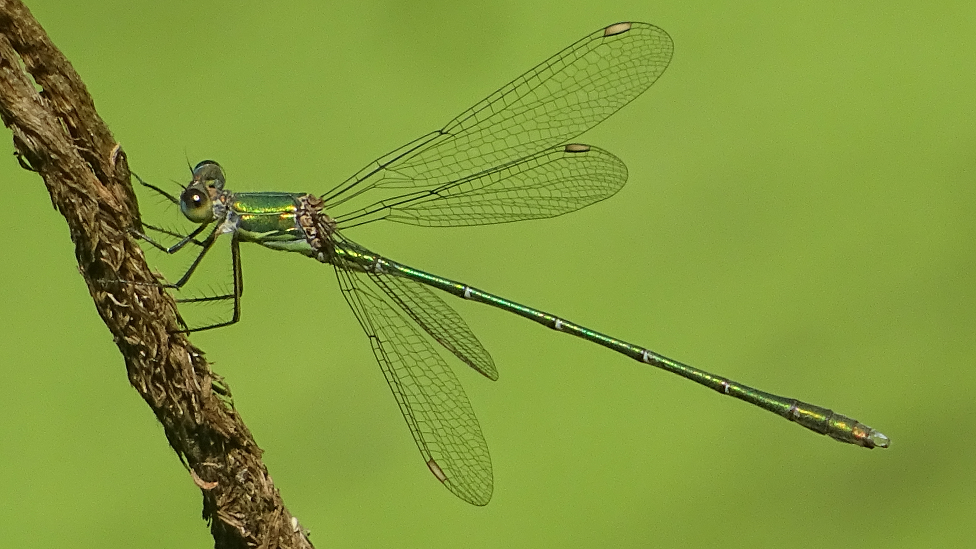 Willow Emerald Damselfly
Chalcolestes viridis