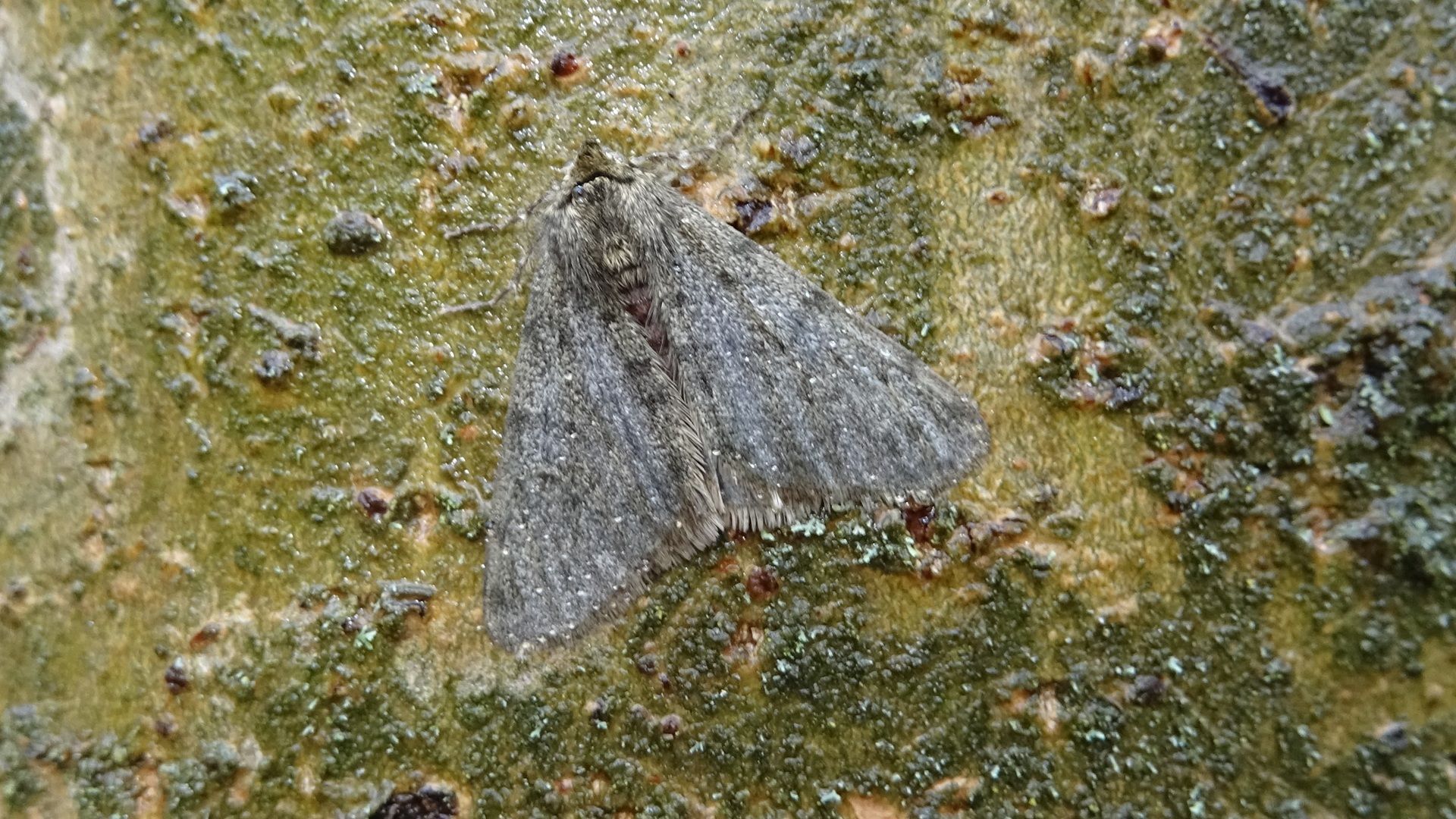 Winter Moth
﻿Operophtera brumata