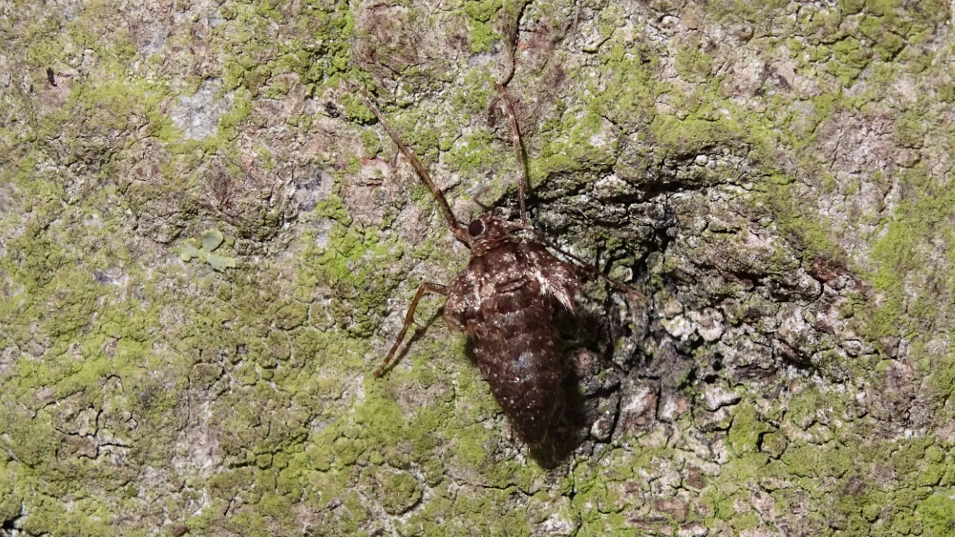 Winter Moth
Operophtera brumata