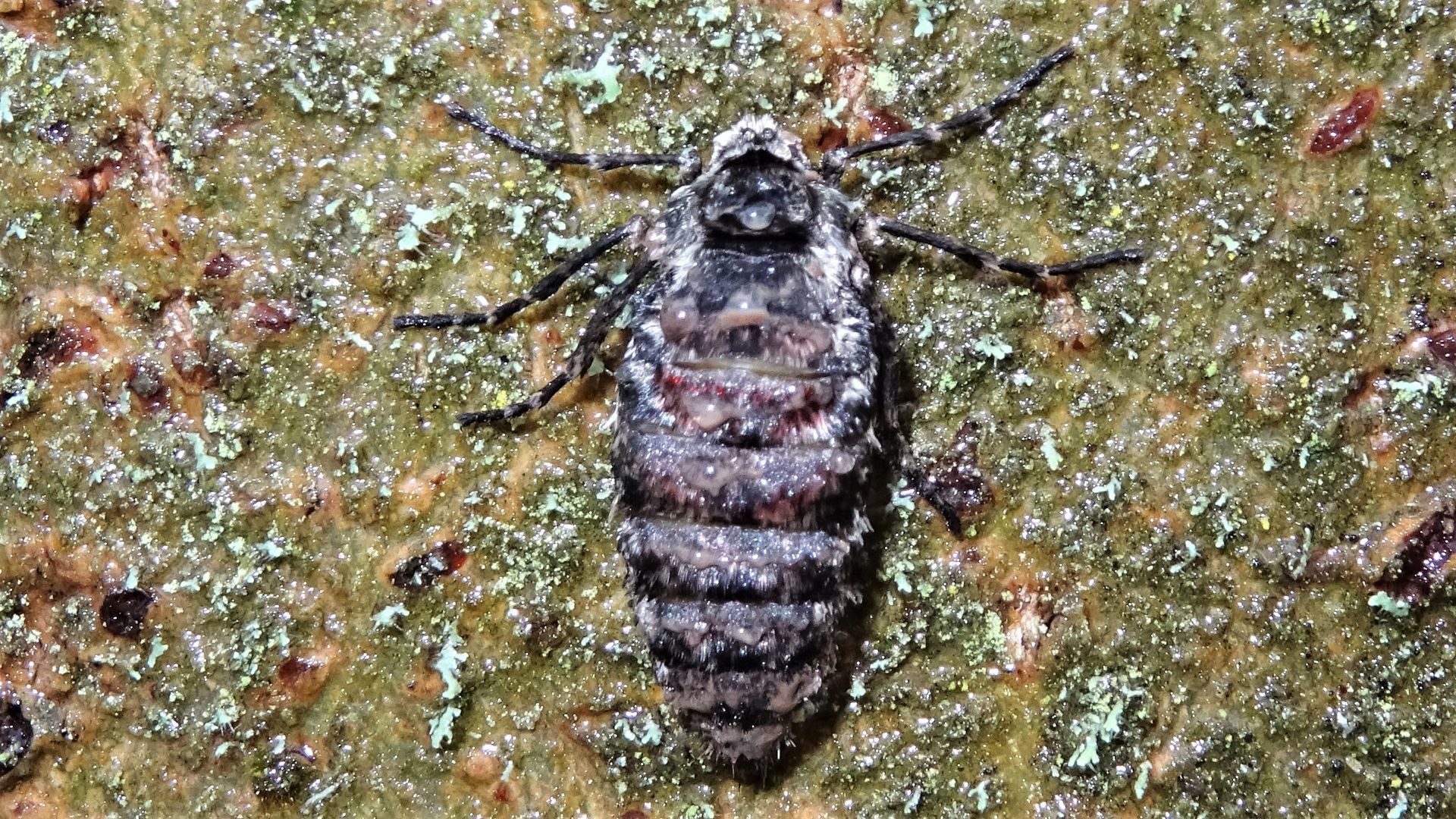 Winter Moth
﻿Operophtera brumata