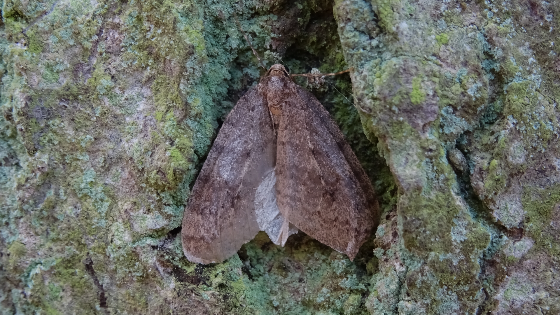 Winter Moth
Operophtera brumata