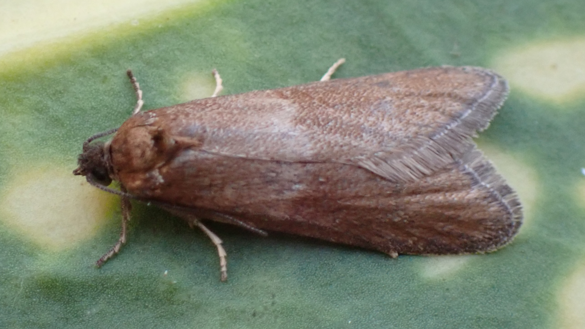 Winter Shade
Spring Harbinger
Tortricodes alternella